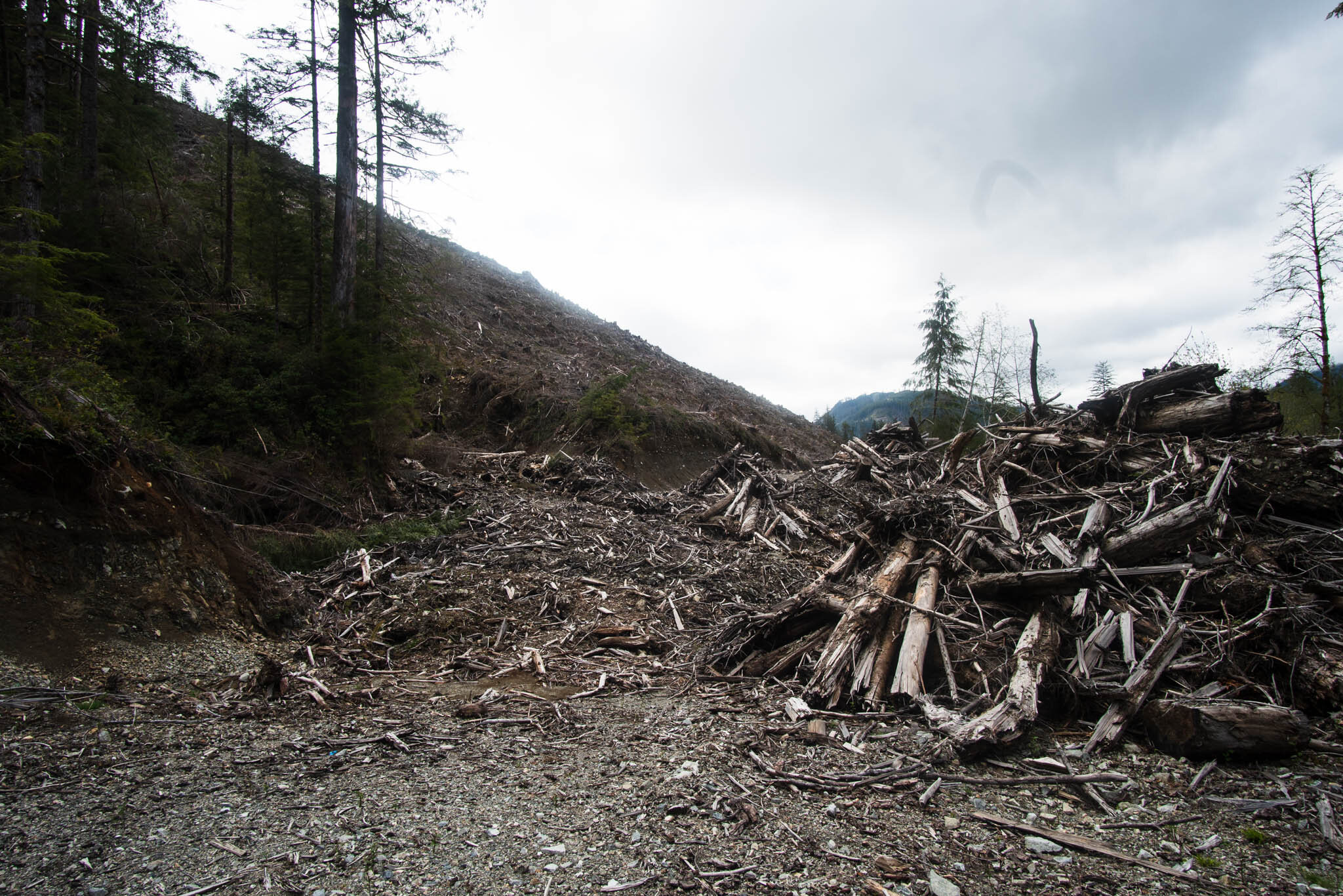  many rivers have turned into land slides because of clear cut logging. 
