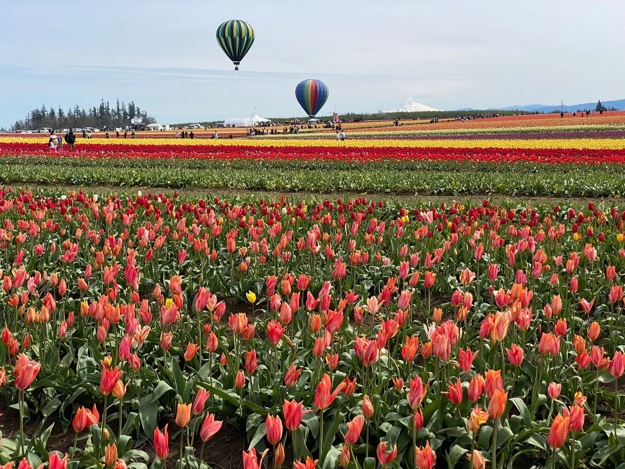 Wooden Shoe Tulip Farm