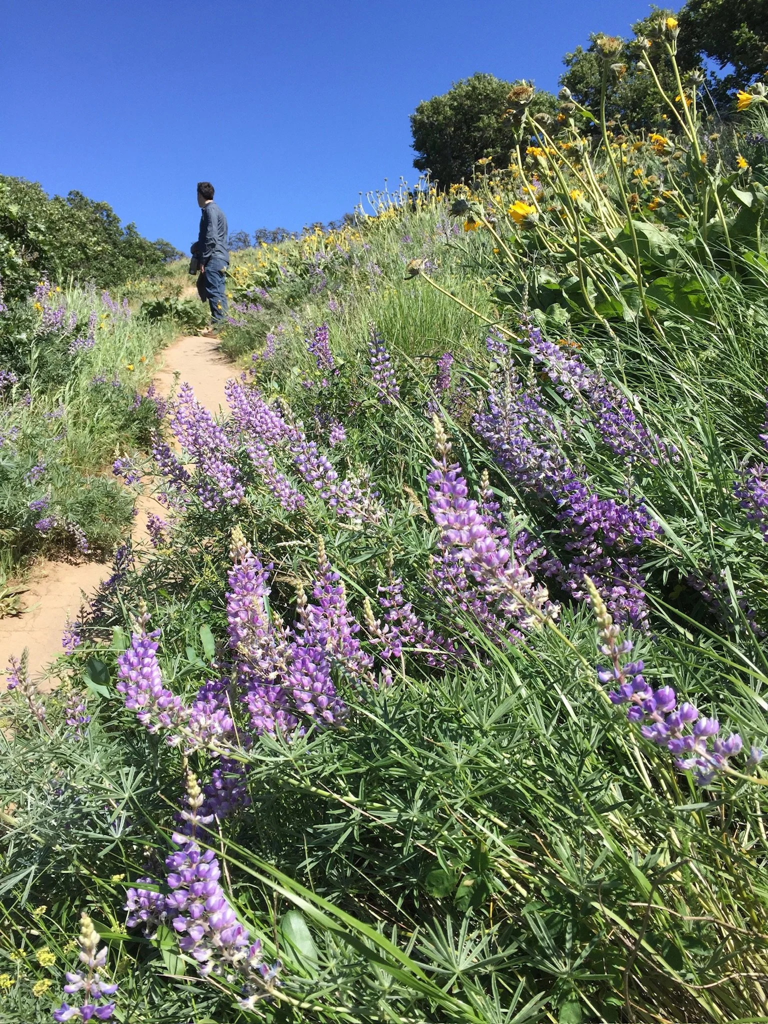 Wildflower hike