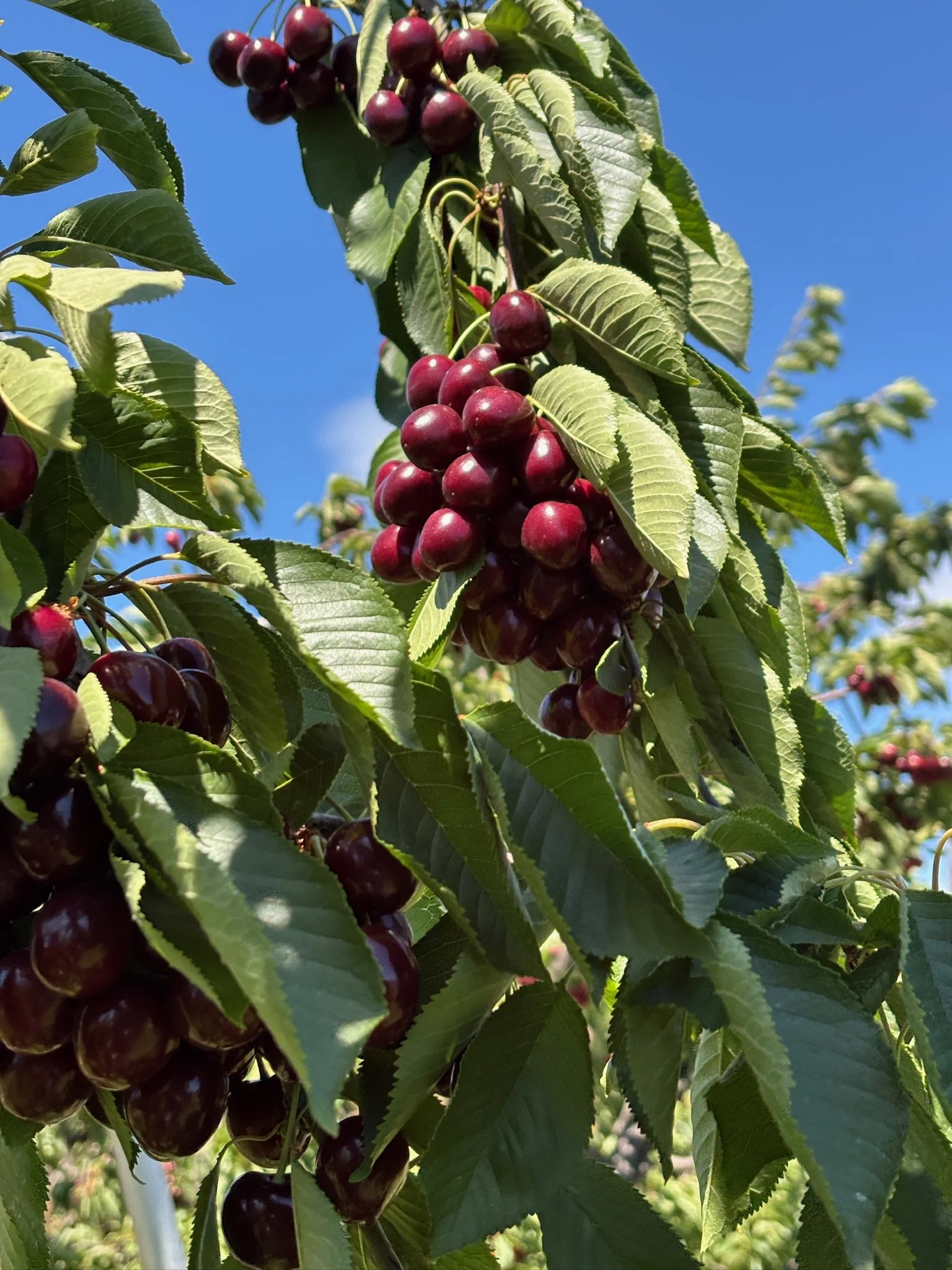 Picking Cherries