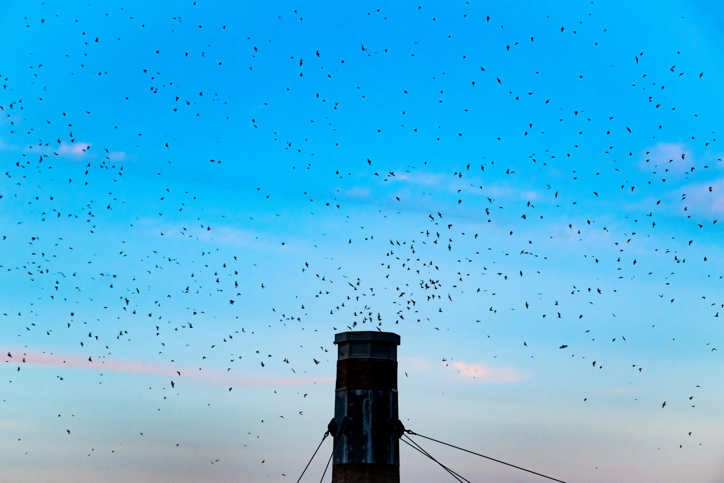 Vaux's Swifts