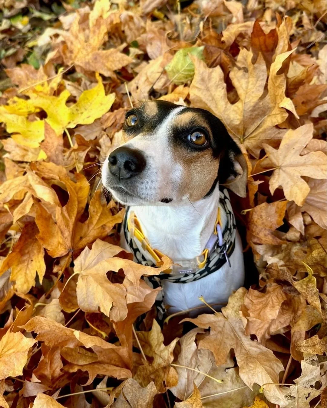 If your yard looks anything like mine, it&rsquo;s starting to pile up with leaves. It might feel like instinct to bag them up immediately and toss them into the compost, lest you get accused of having a &ldquo;messy yard.&rdquo; But wait! Before you 