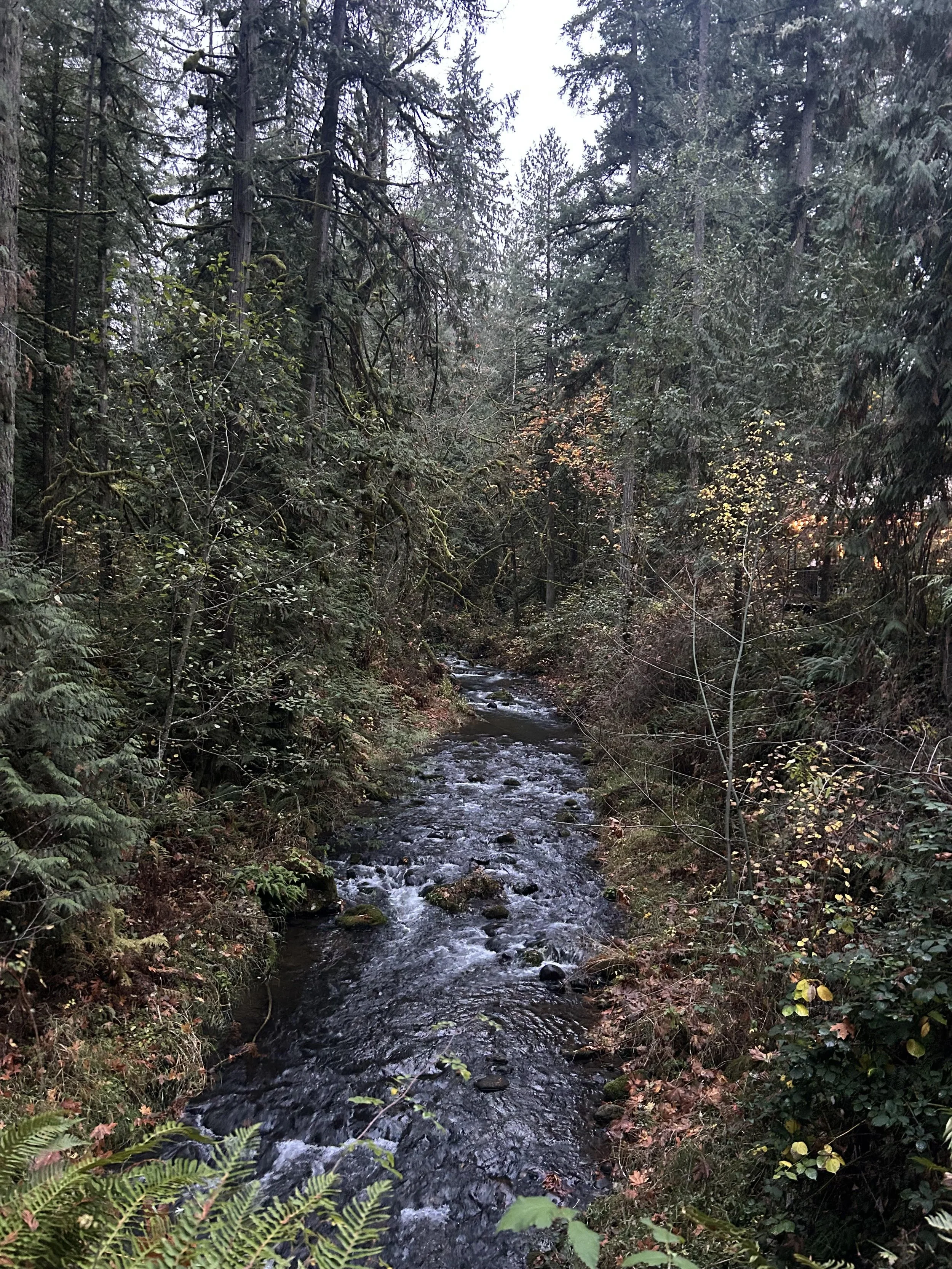 Bigleaf Maple Dinner