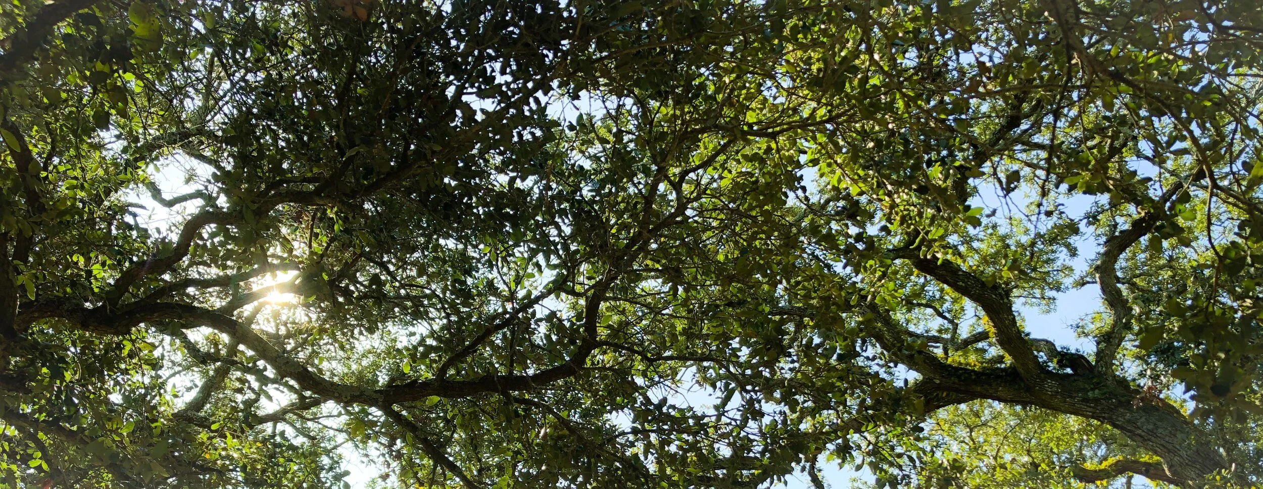Treebanner_ElpyOpti.jpg