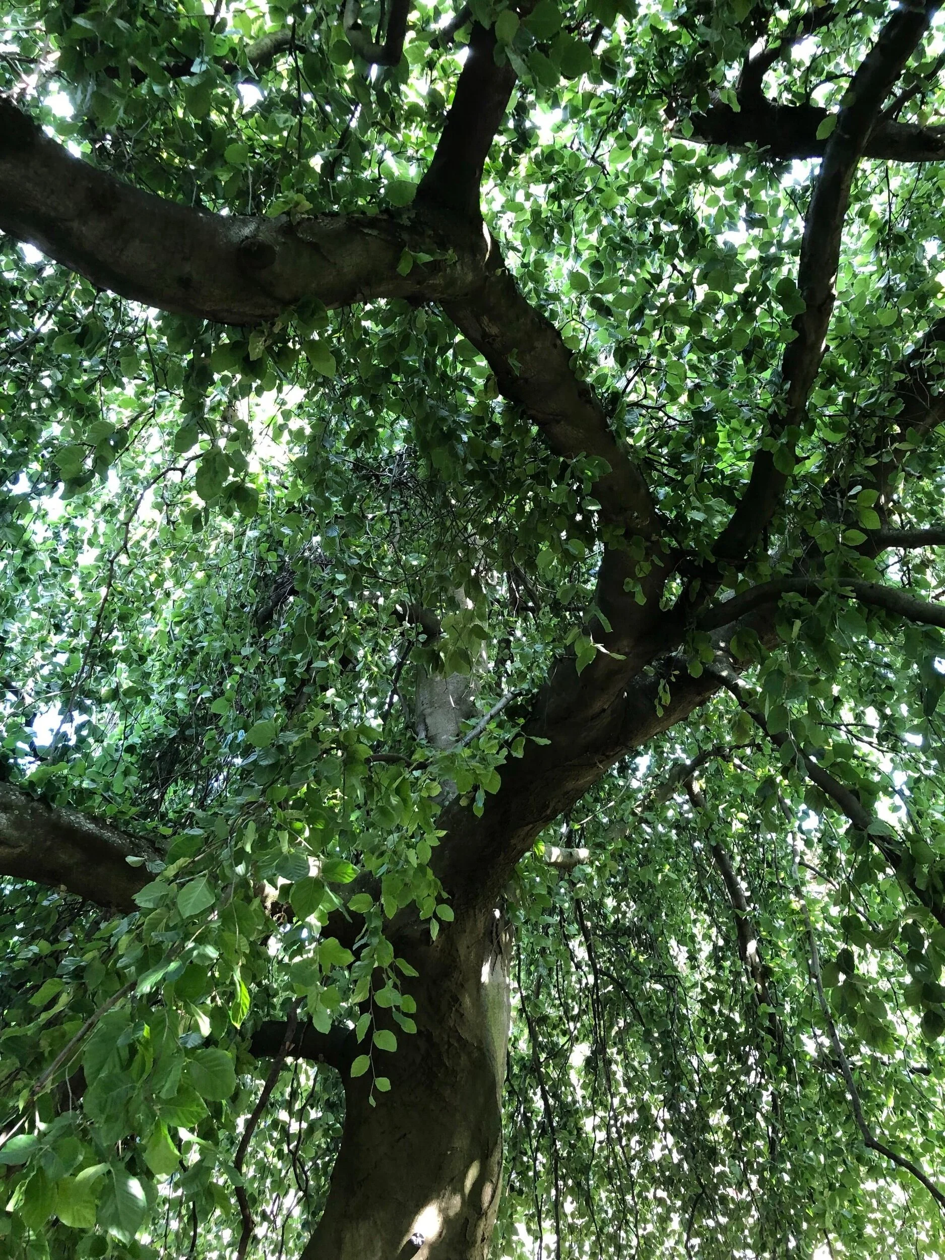 Willowtree_ElpyOpti.jpg