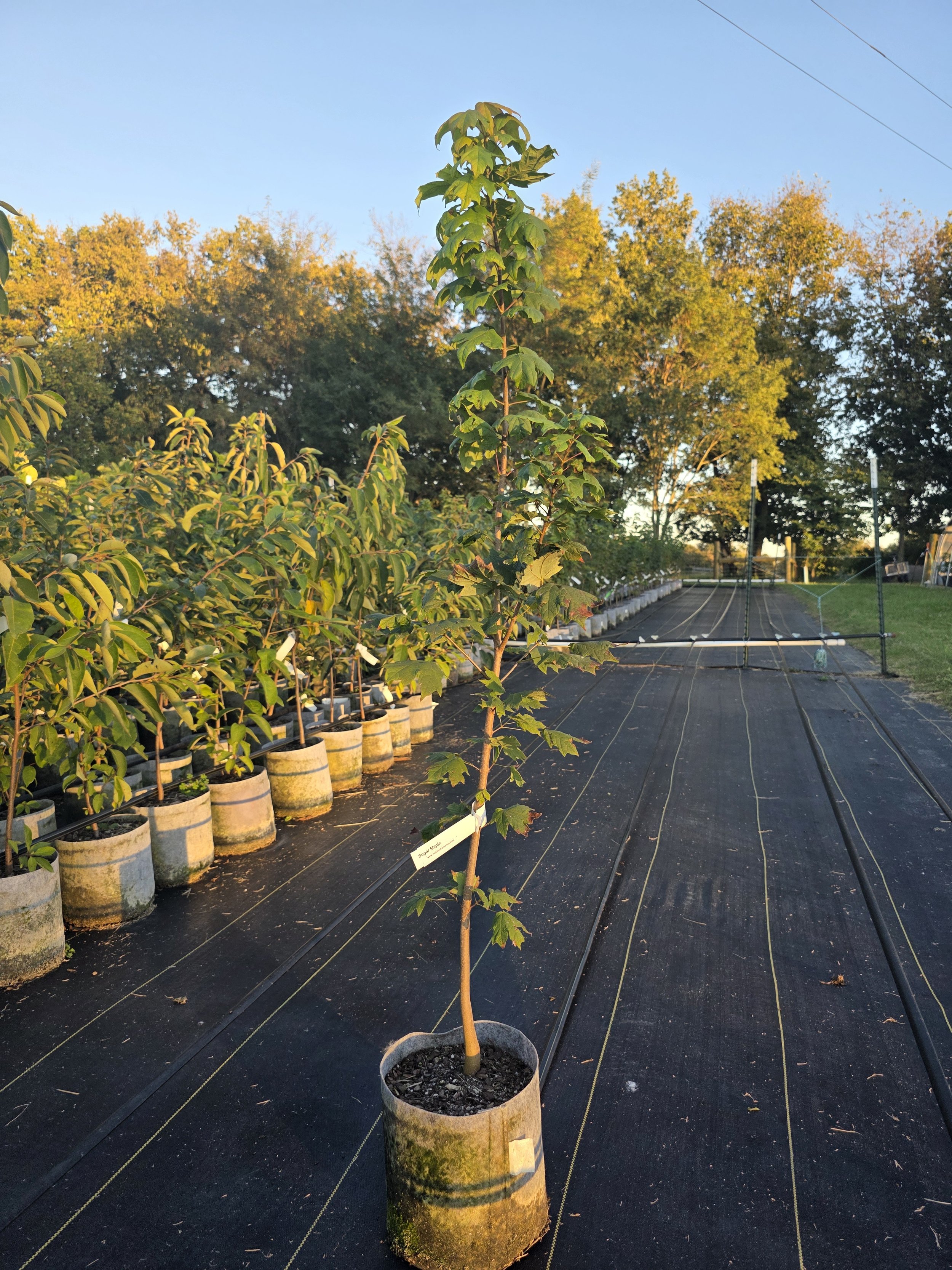 Sugar Maple (Acer saccharum)