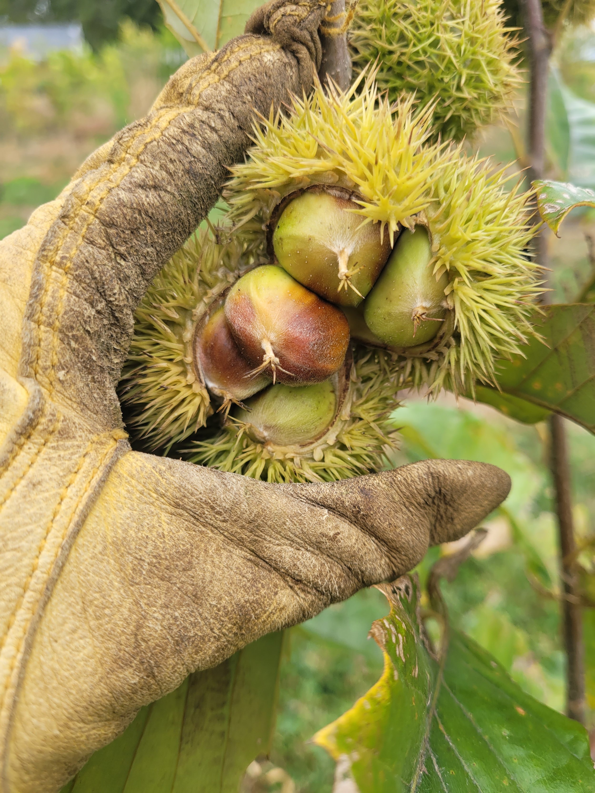 Chestnut hull2.jpg