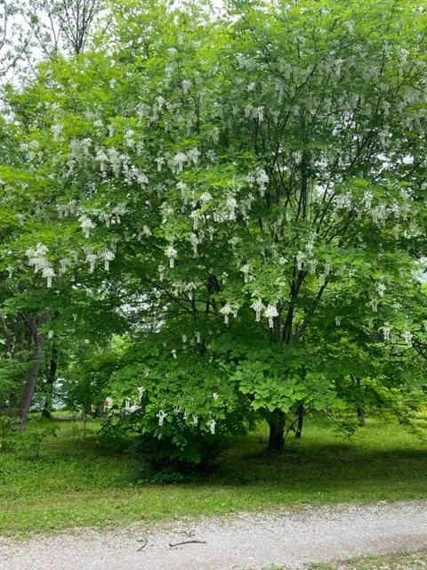 yellowwood.jpg