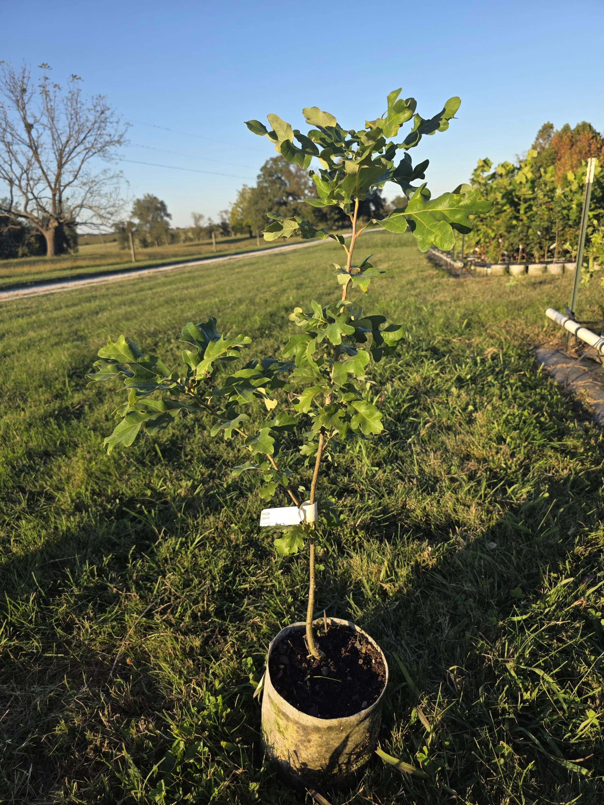 White Oak (Quercus alba)