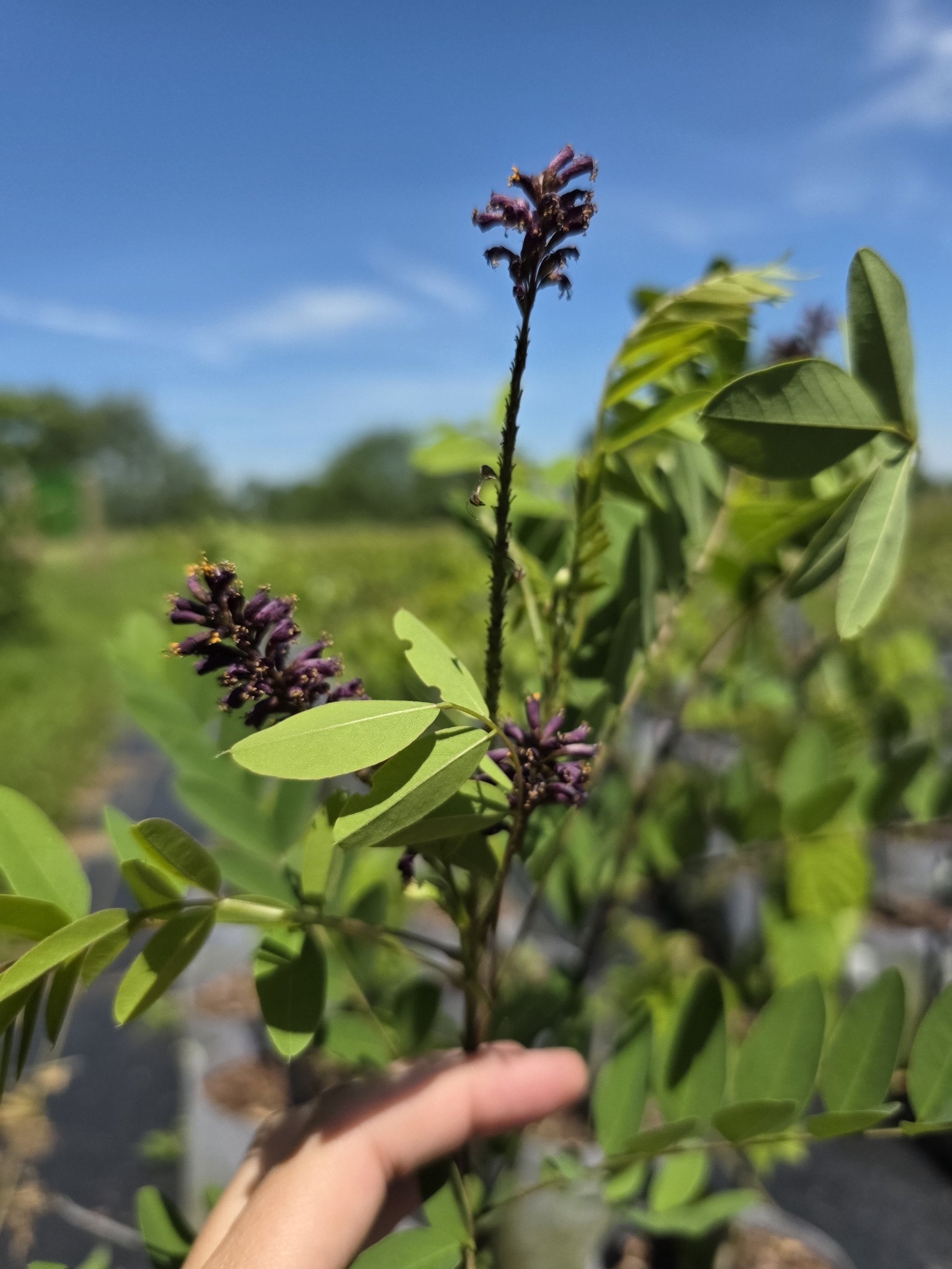 indigo bush flower.jpg