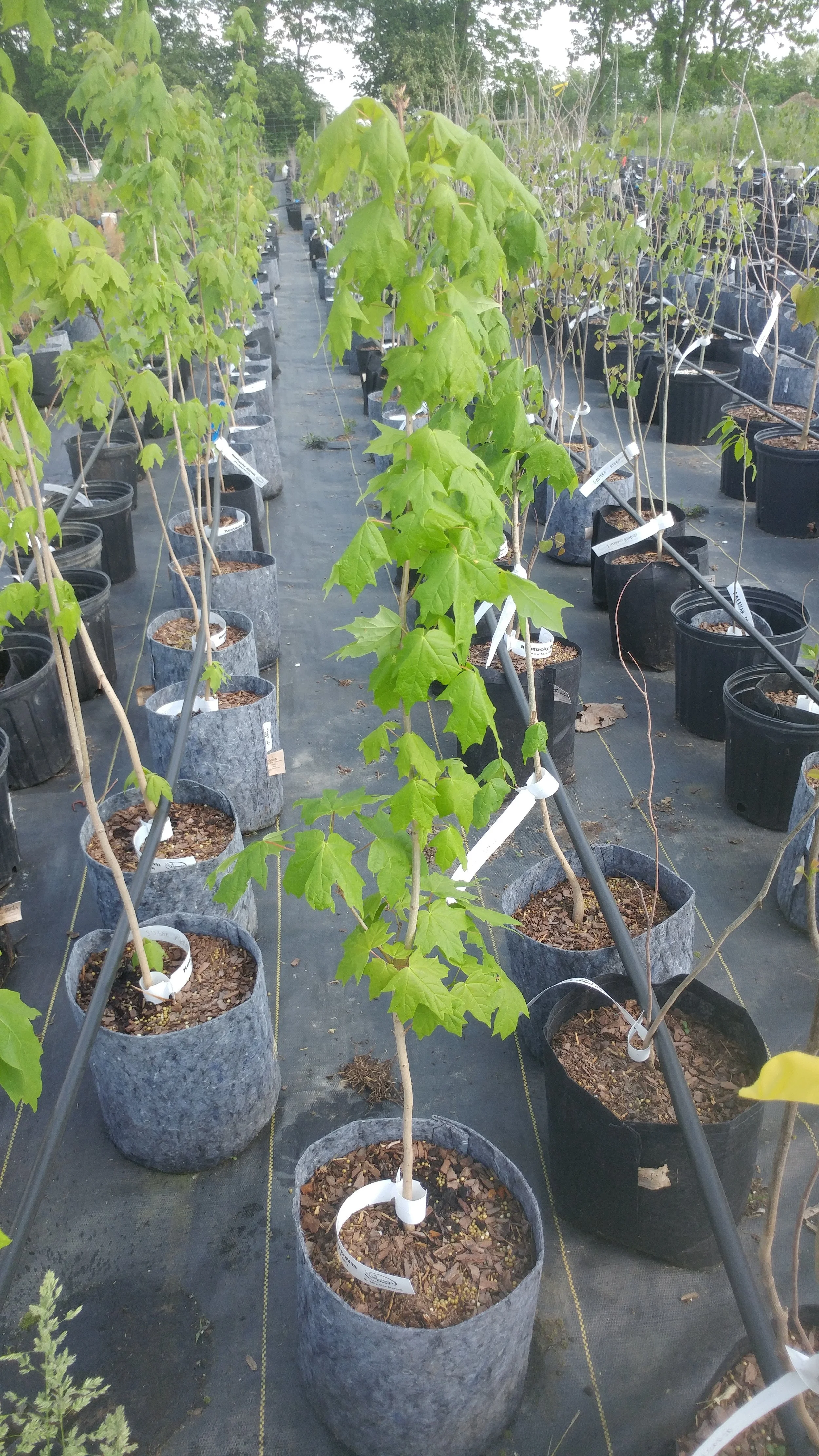 sugar maple.jpg