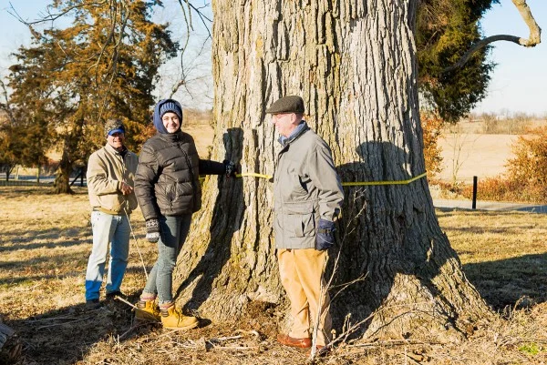 Measuring a big Chinquapin Oak on a cold day at Oakland Farm.