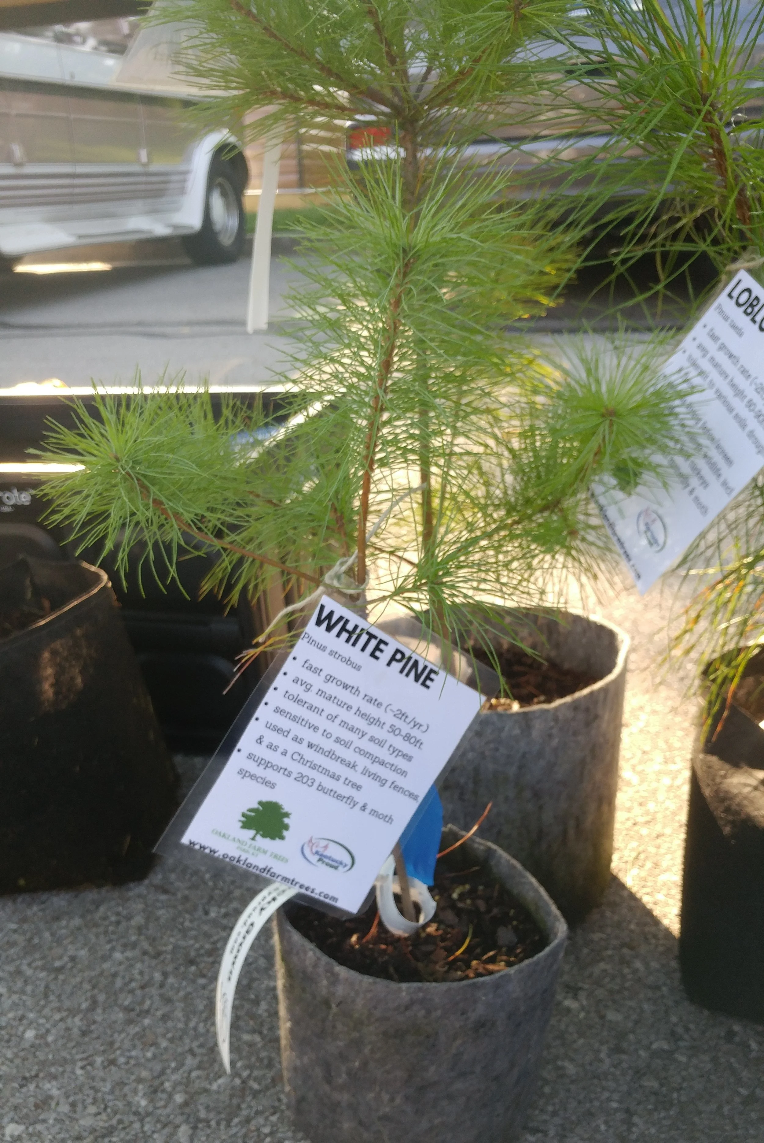 pine.jpg