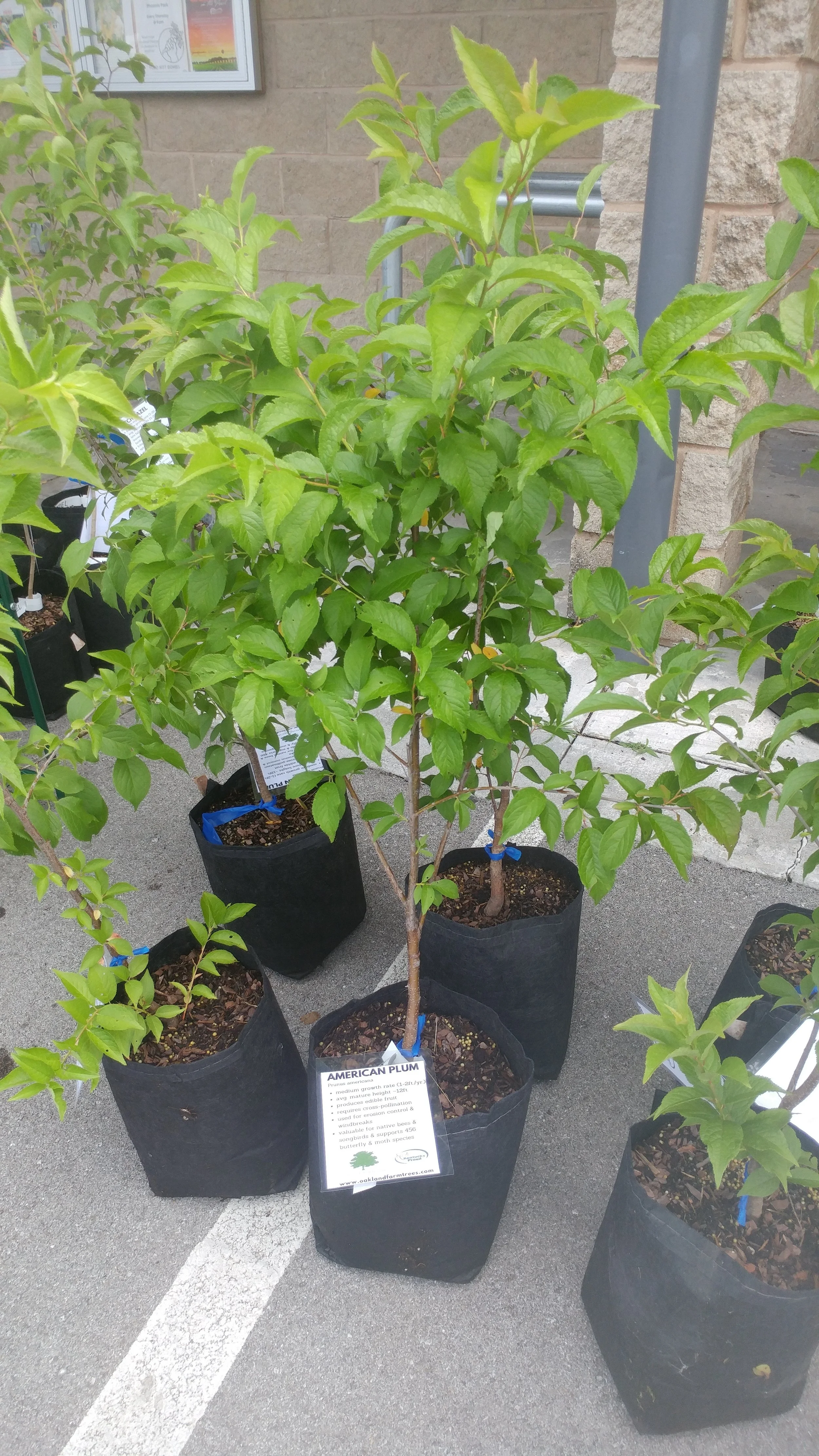American Plum (Prunus americana)