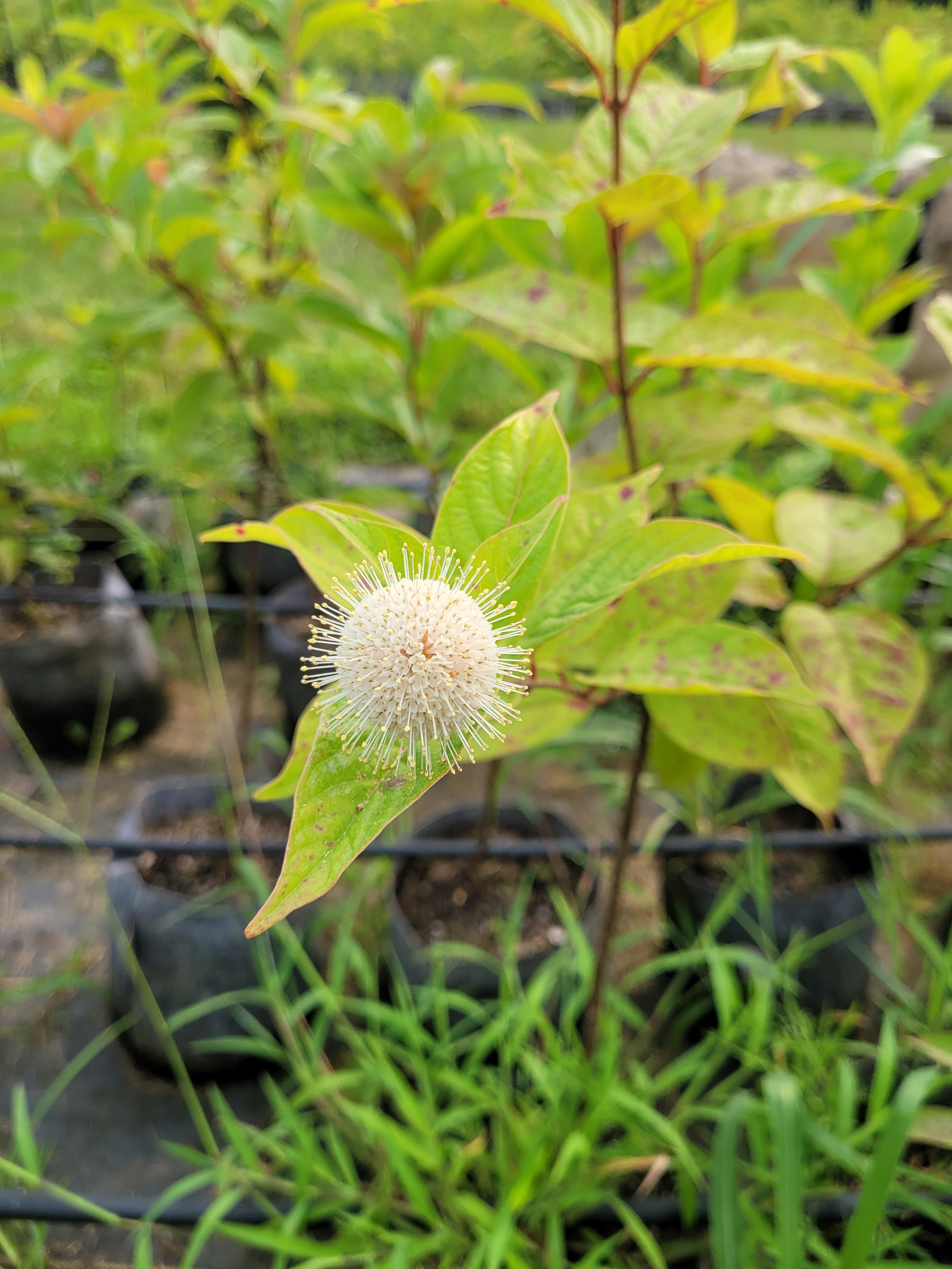Kentucky native flowering shrubs — Oakland Farm Trees