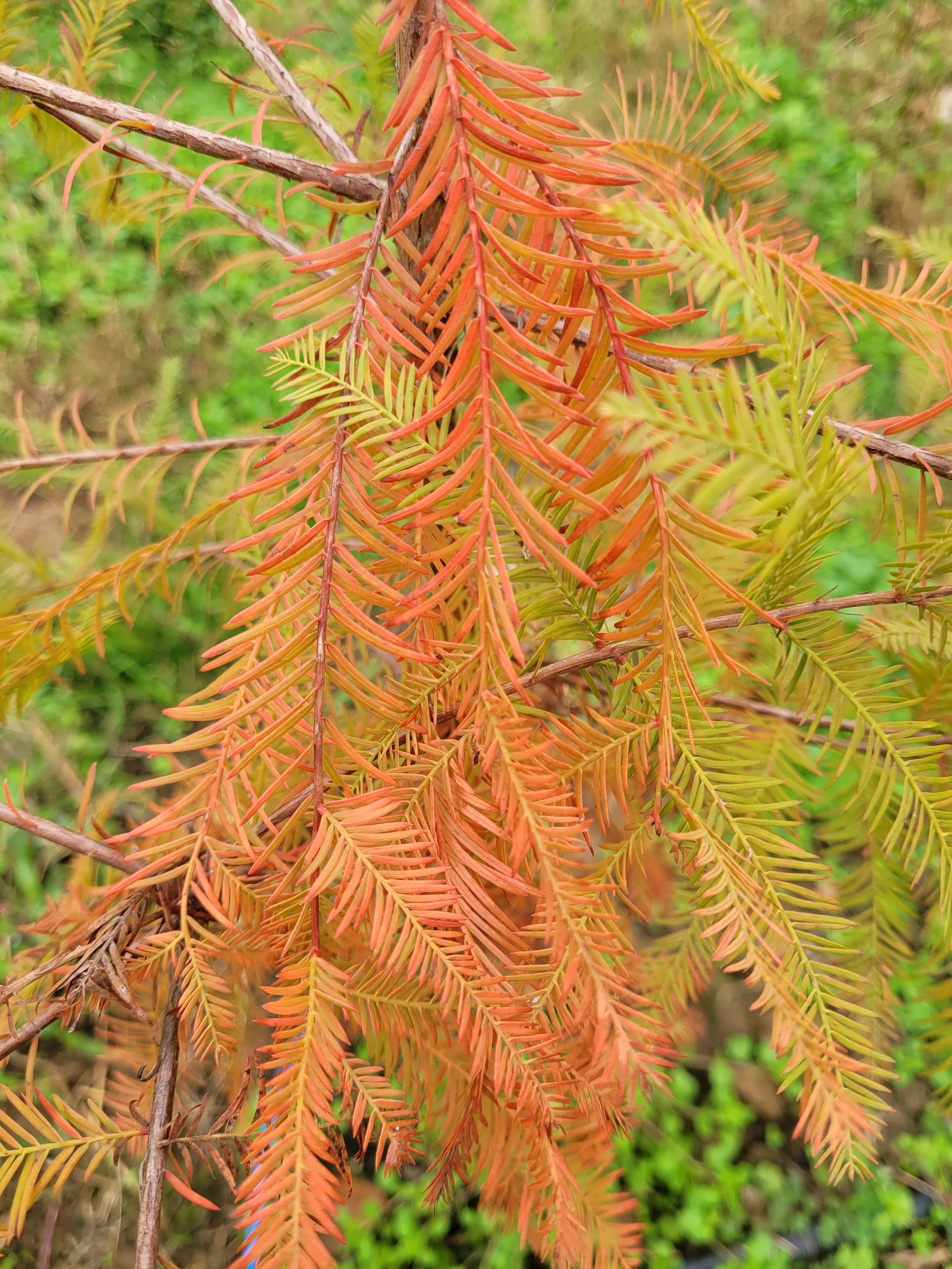 Native Conifers