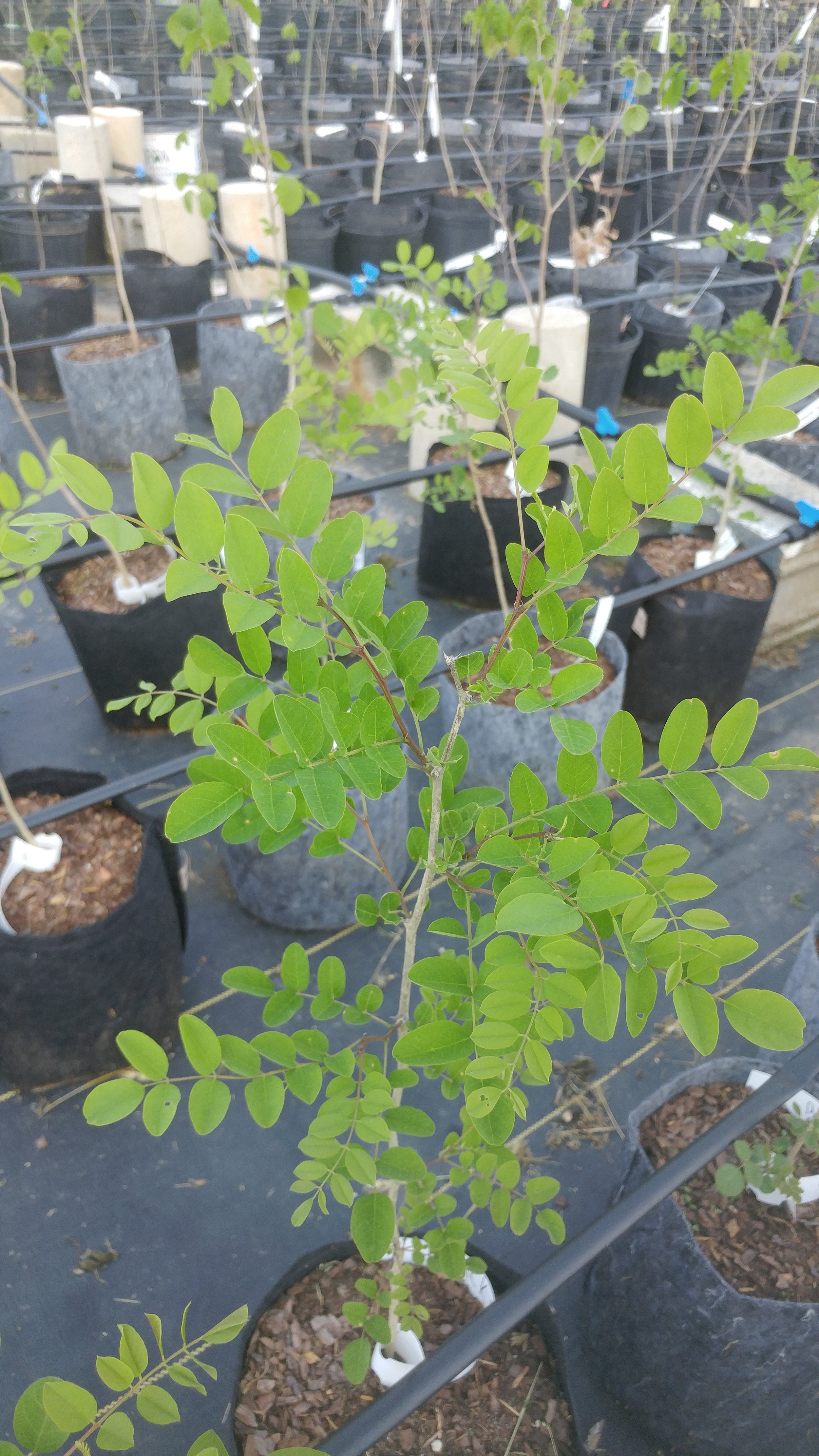 2024 Tree & Shrub Waitlist — Oakland Farm Trees