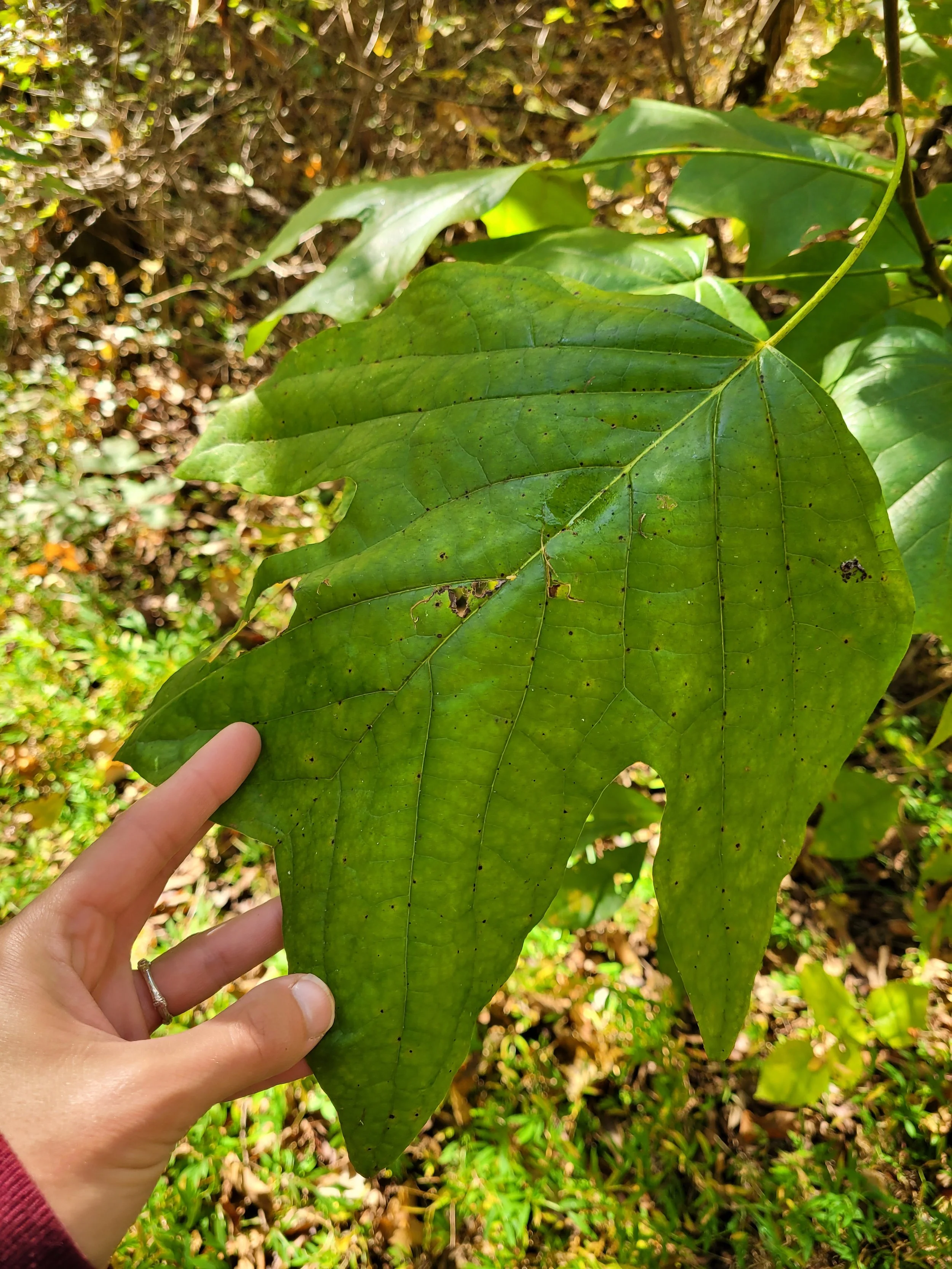 tulip poplar leaf.jpg