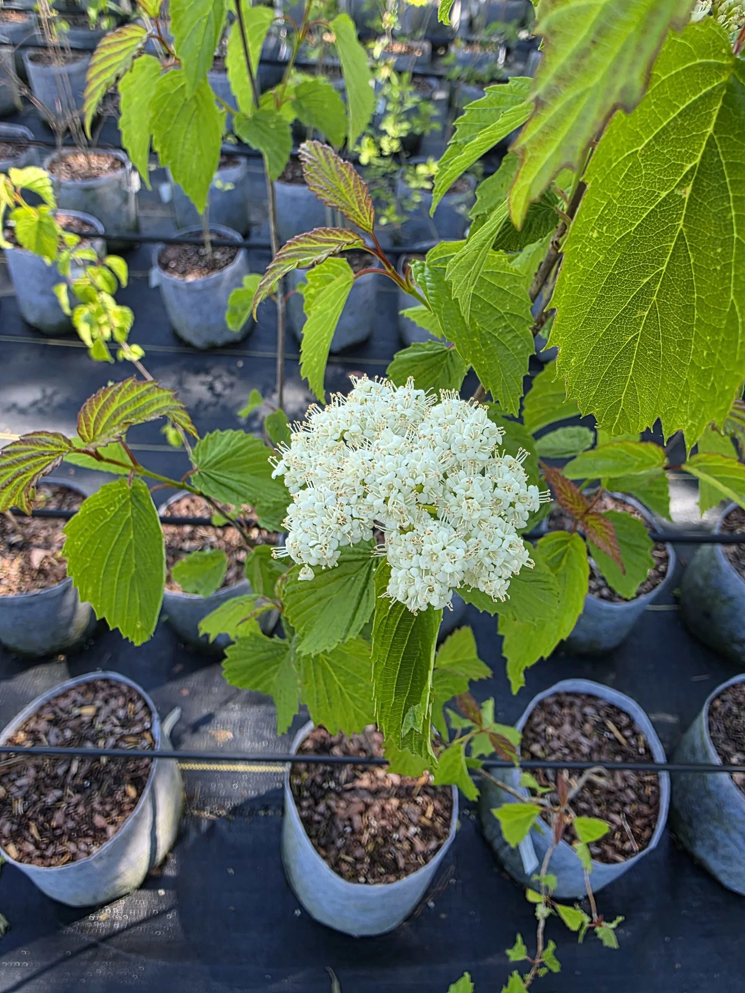 arrowwood flower.jpg