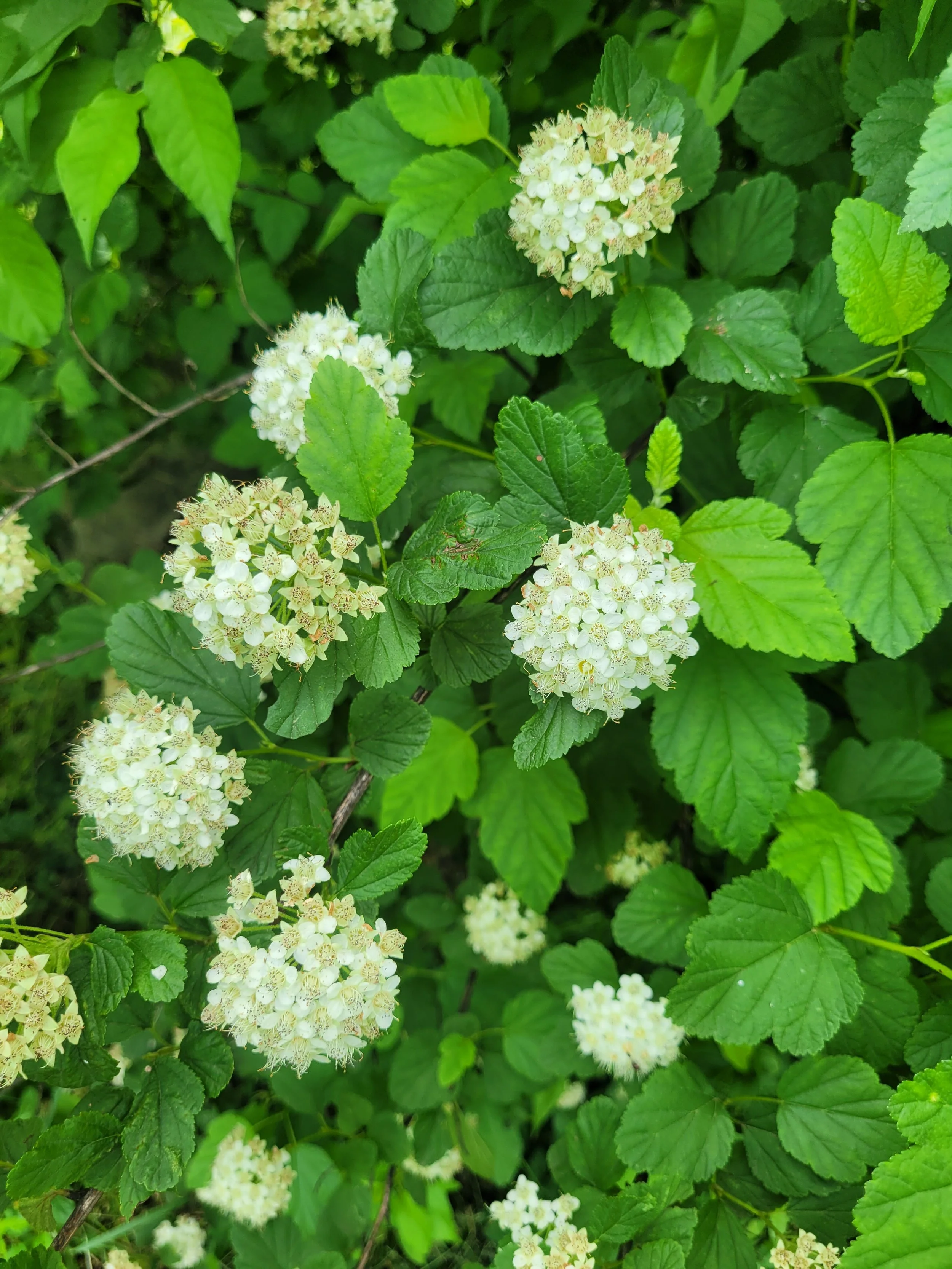 Native Flowering Shrubs