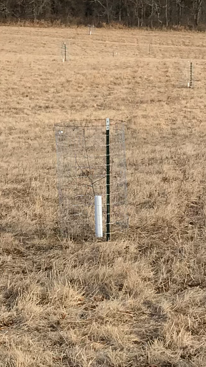 cage3.png