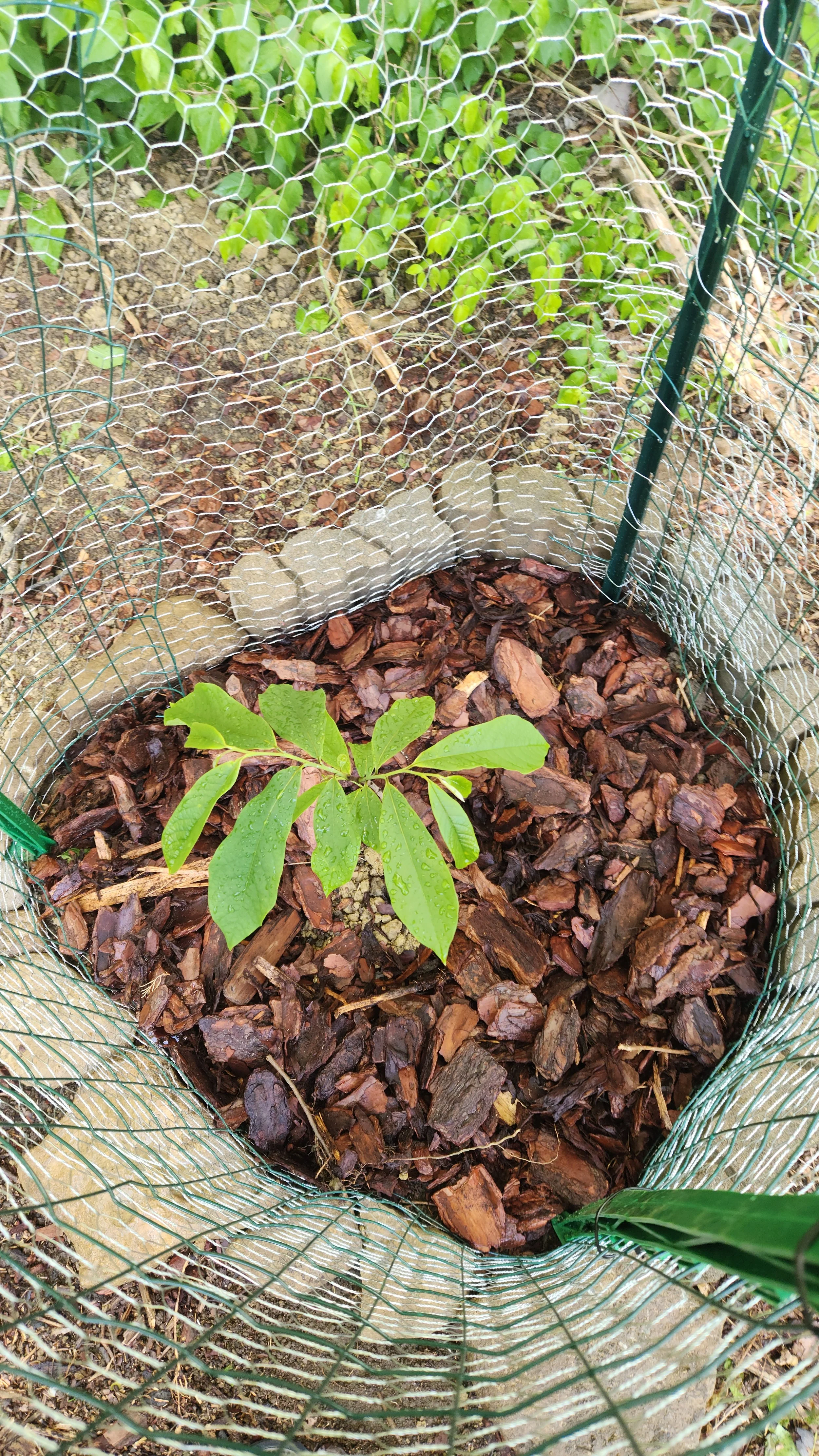 cage1.jpg