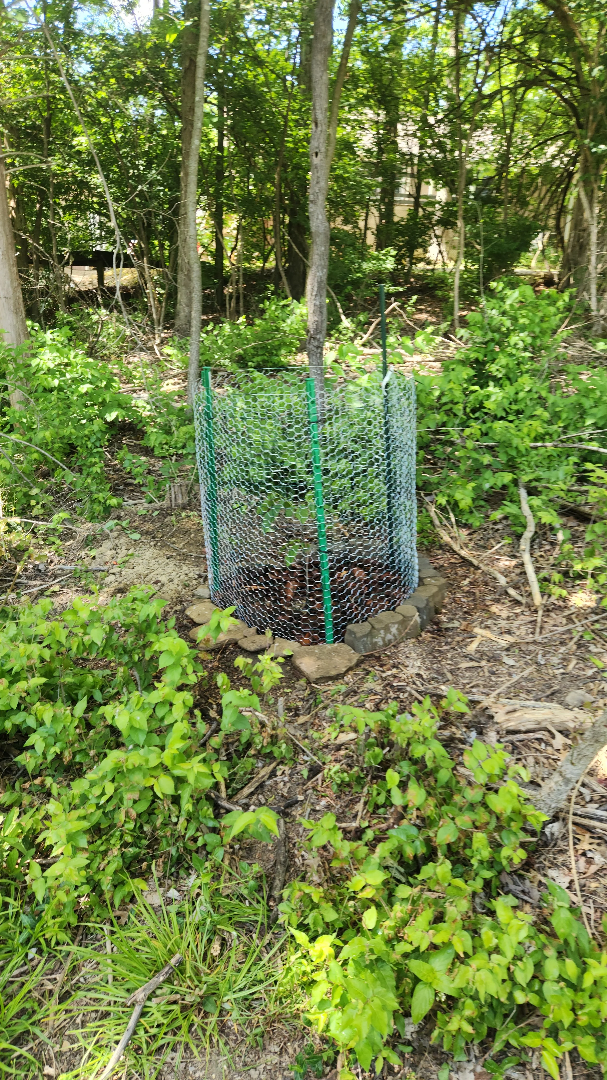 cage2.jpg