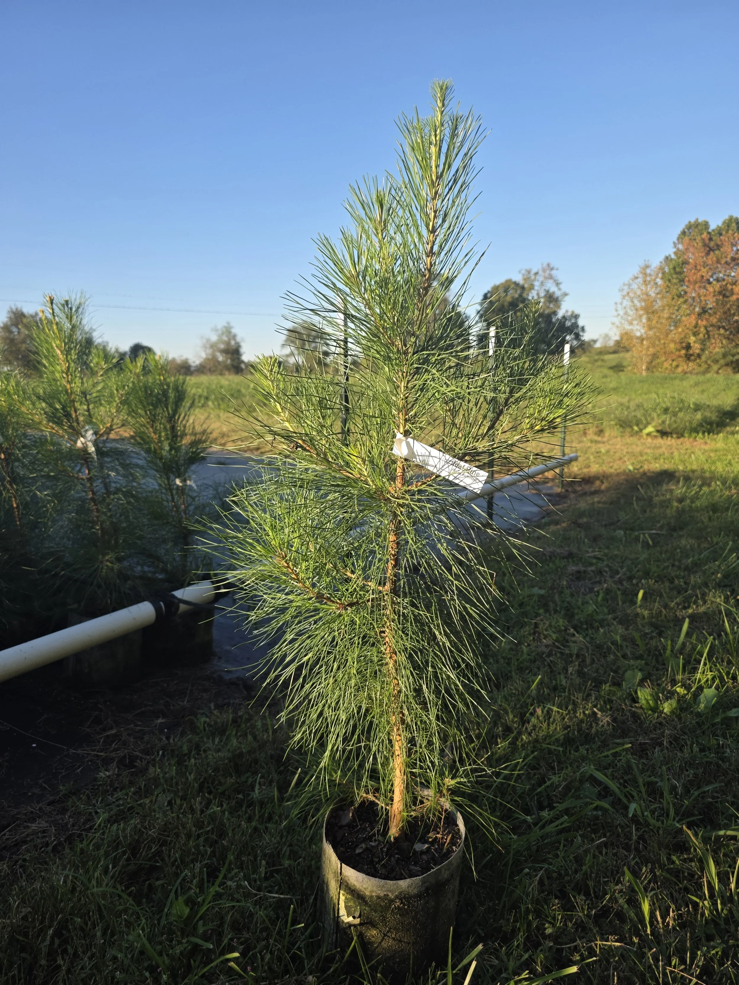 Native Conifers