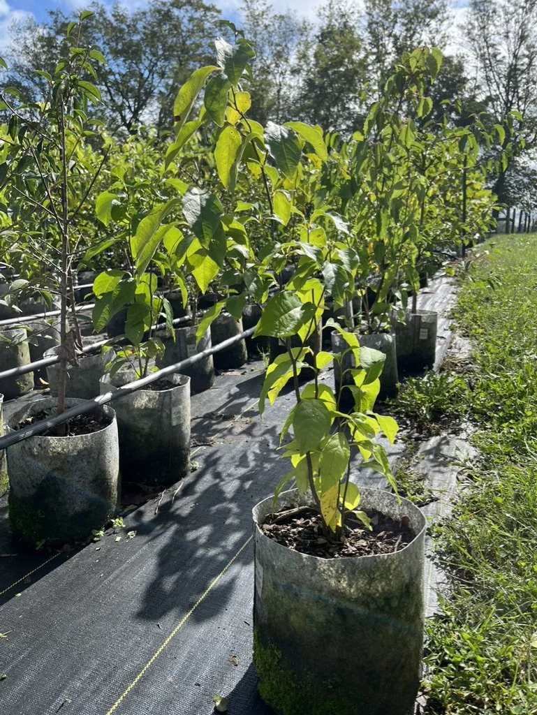 落葉樹 asobou Kansas Plant Farm - Buy from over 500 varieties of plants in