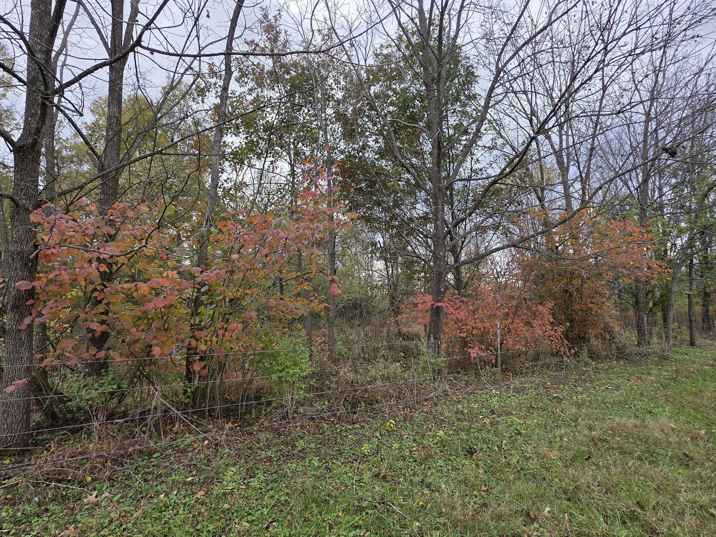 Hazelnutfall2.jpg
