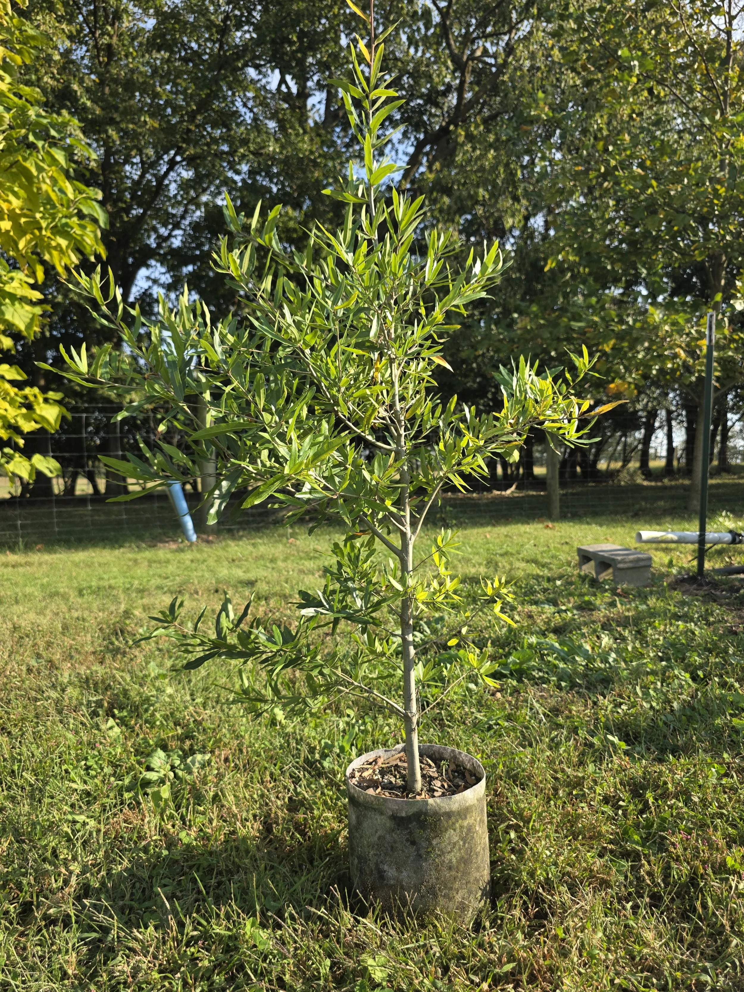 Willow Oak (Quercus phellos)