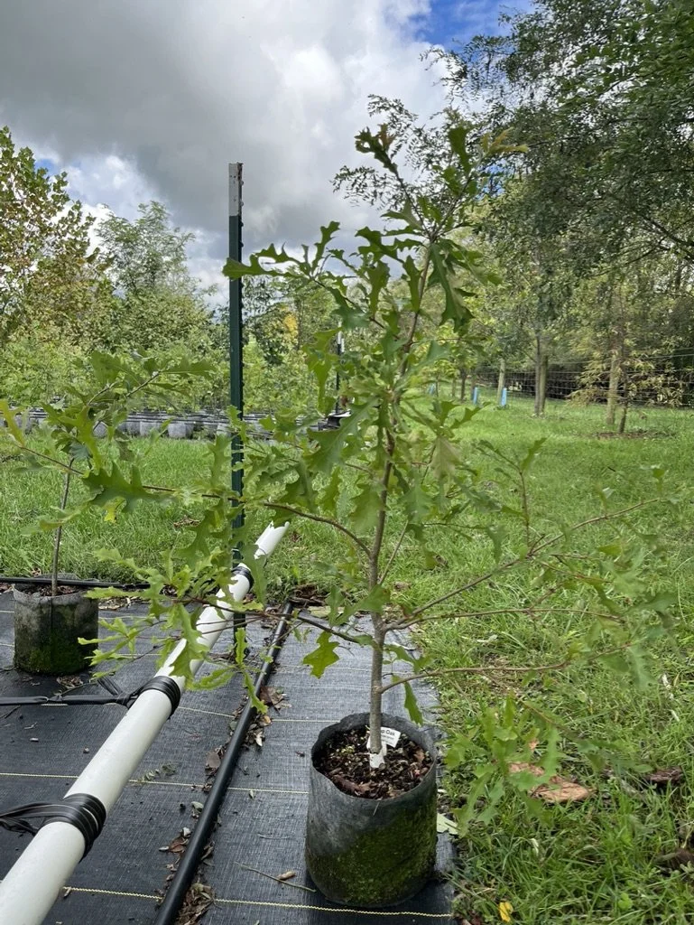 SOLD OUT! Overcup Oak (Quercus lyrata)