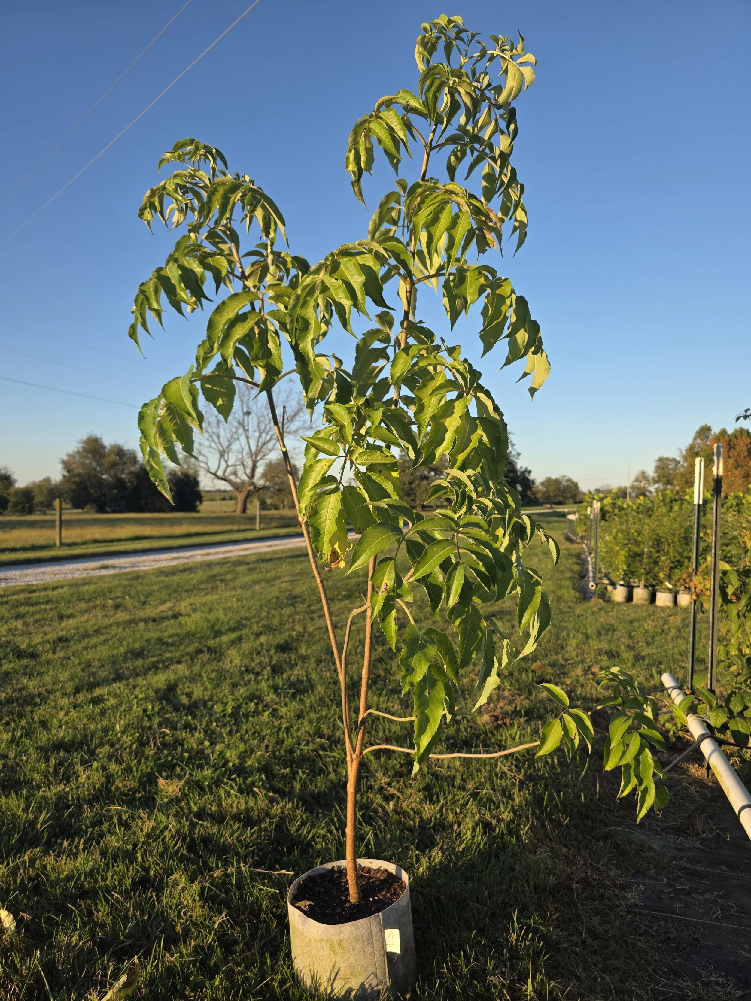 Elderberry26.jpg