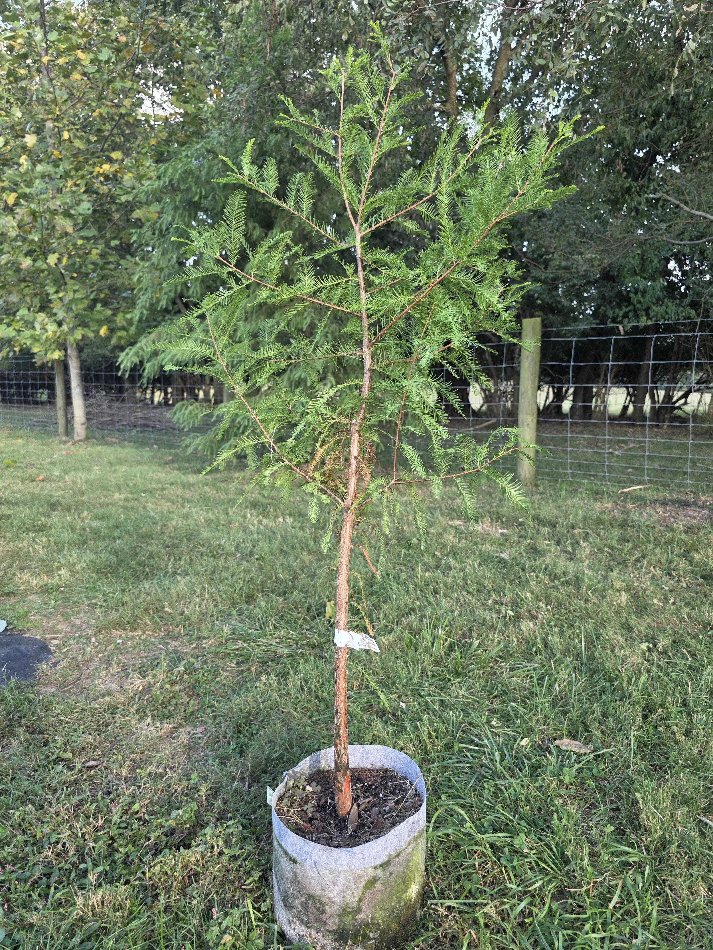 Bald Cypress (Taxodium distichum)