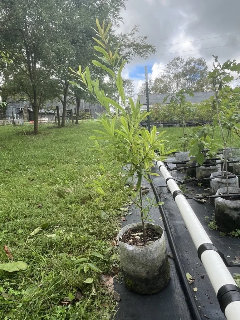 SOLD OUT! Willow Oak (Quercus phellos)