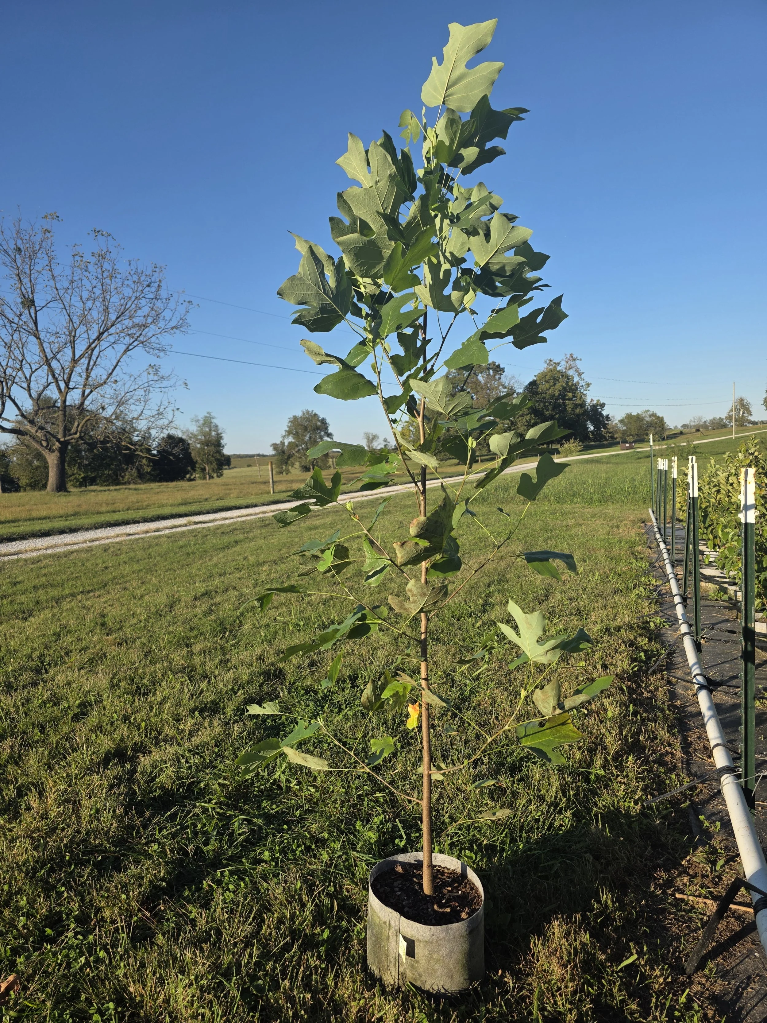 Tulip Poplar (Liriodendron tulipifera)