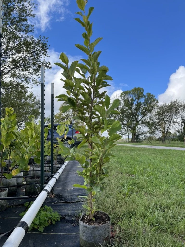 SOLD OUT! Witch Hazel (Hamamelis virginiana)