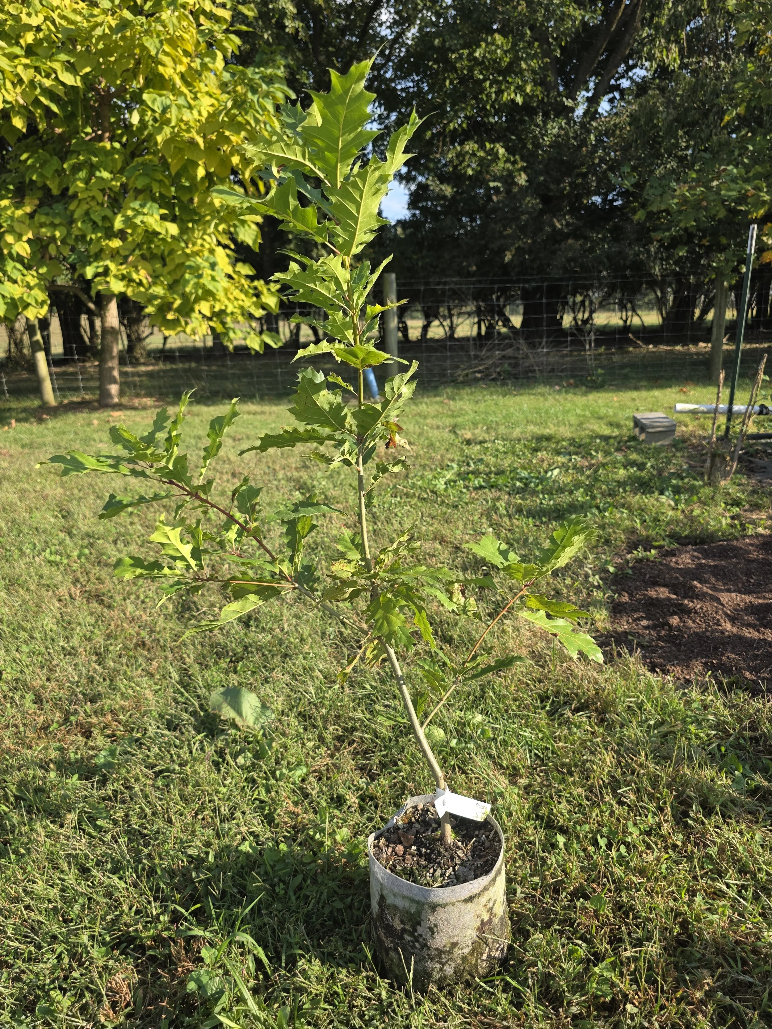 Shumard Oak (Quercus shumardii)