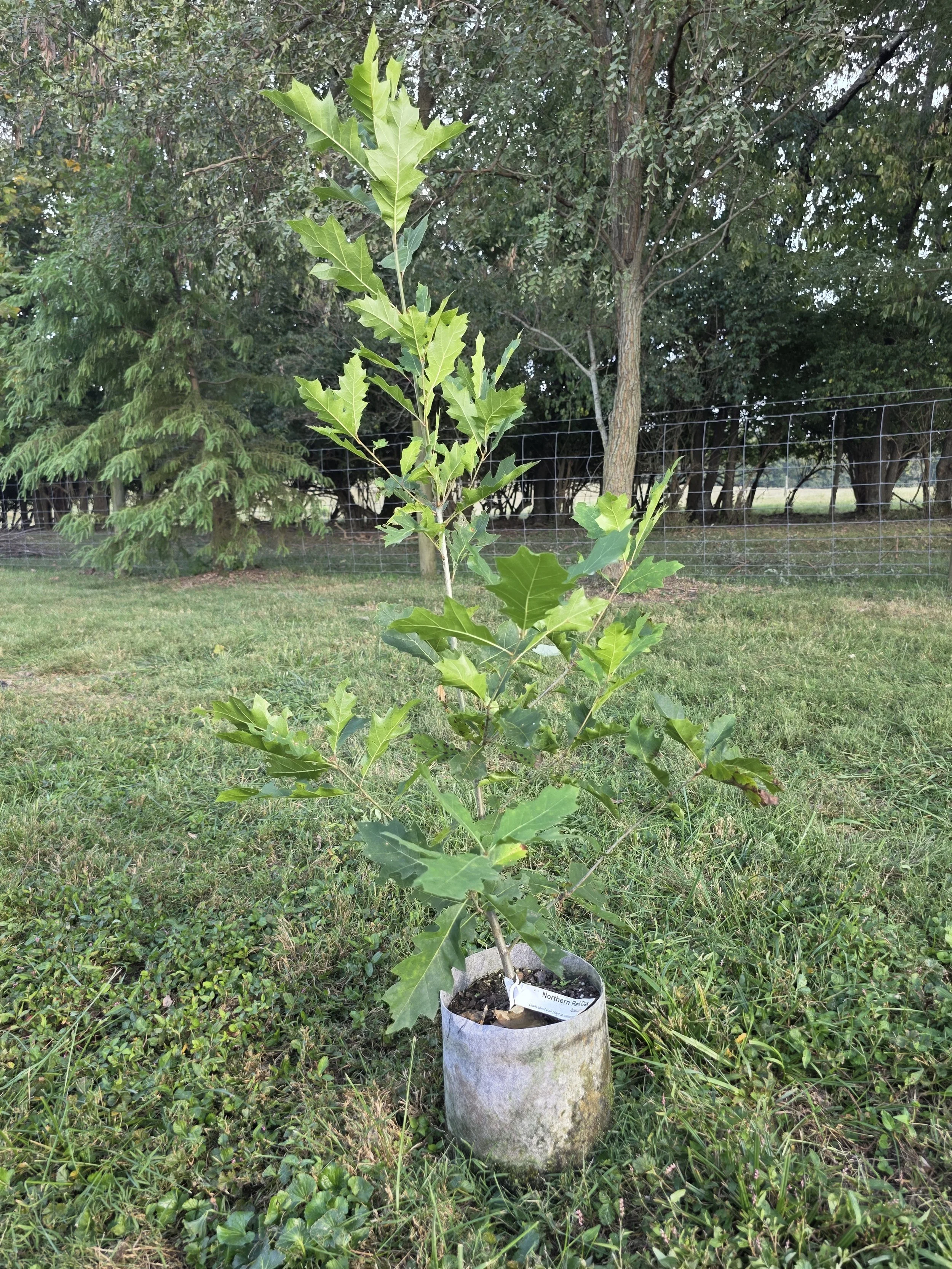 Northern Red Oak (Quercus rubra)