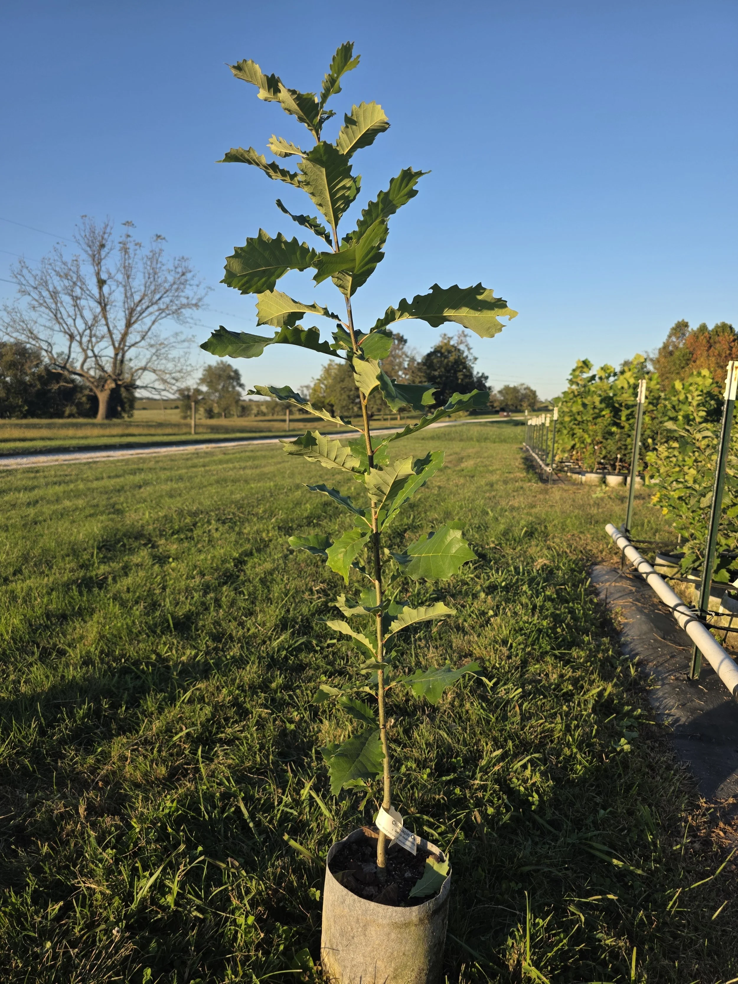 Chinquapin Oak (Quercus muehlenbergii)