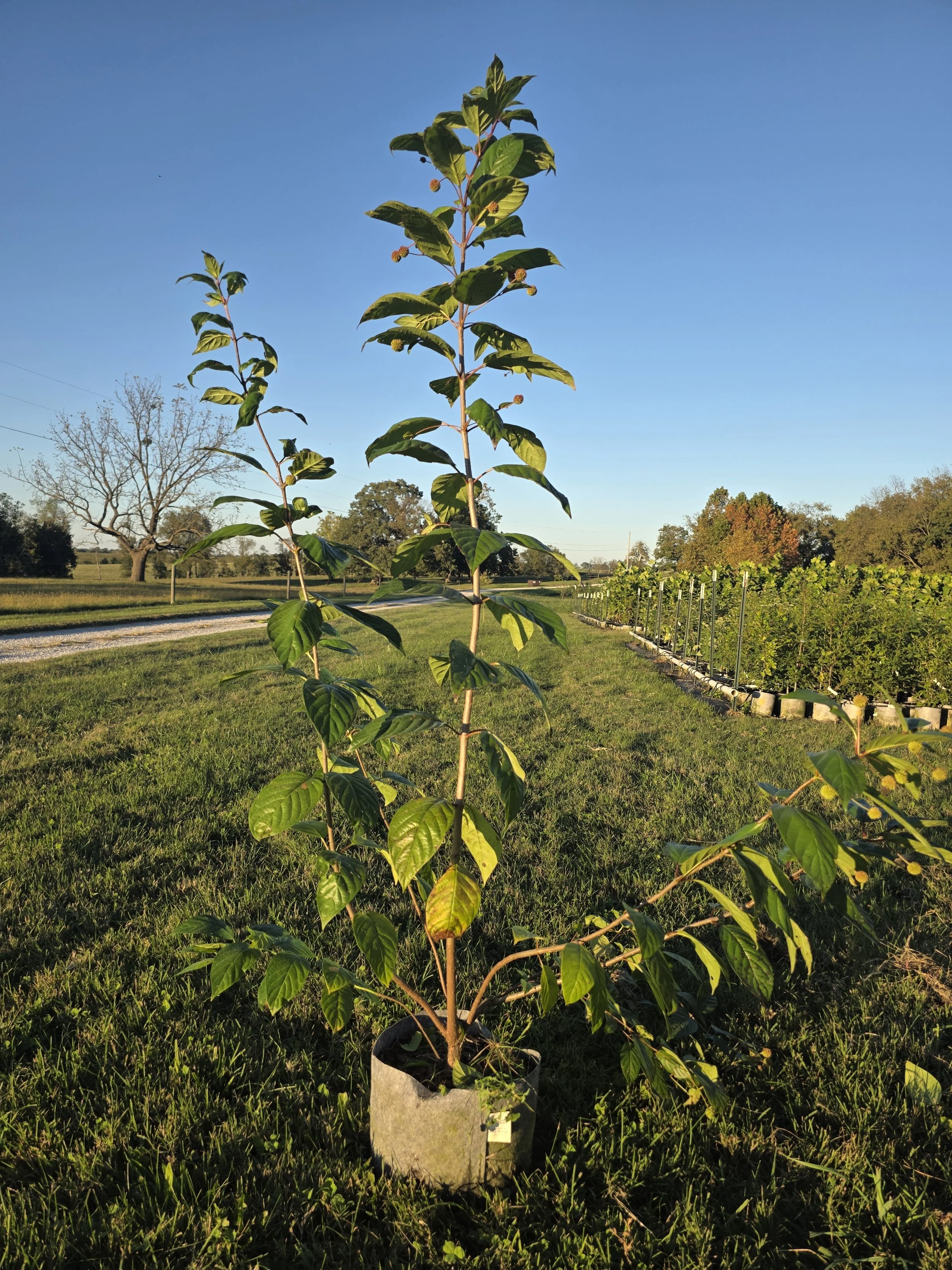 Buttonbush26.jpg
