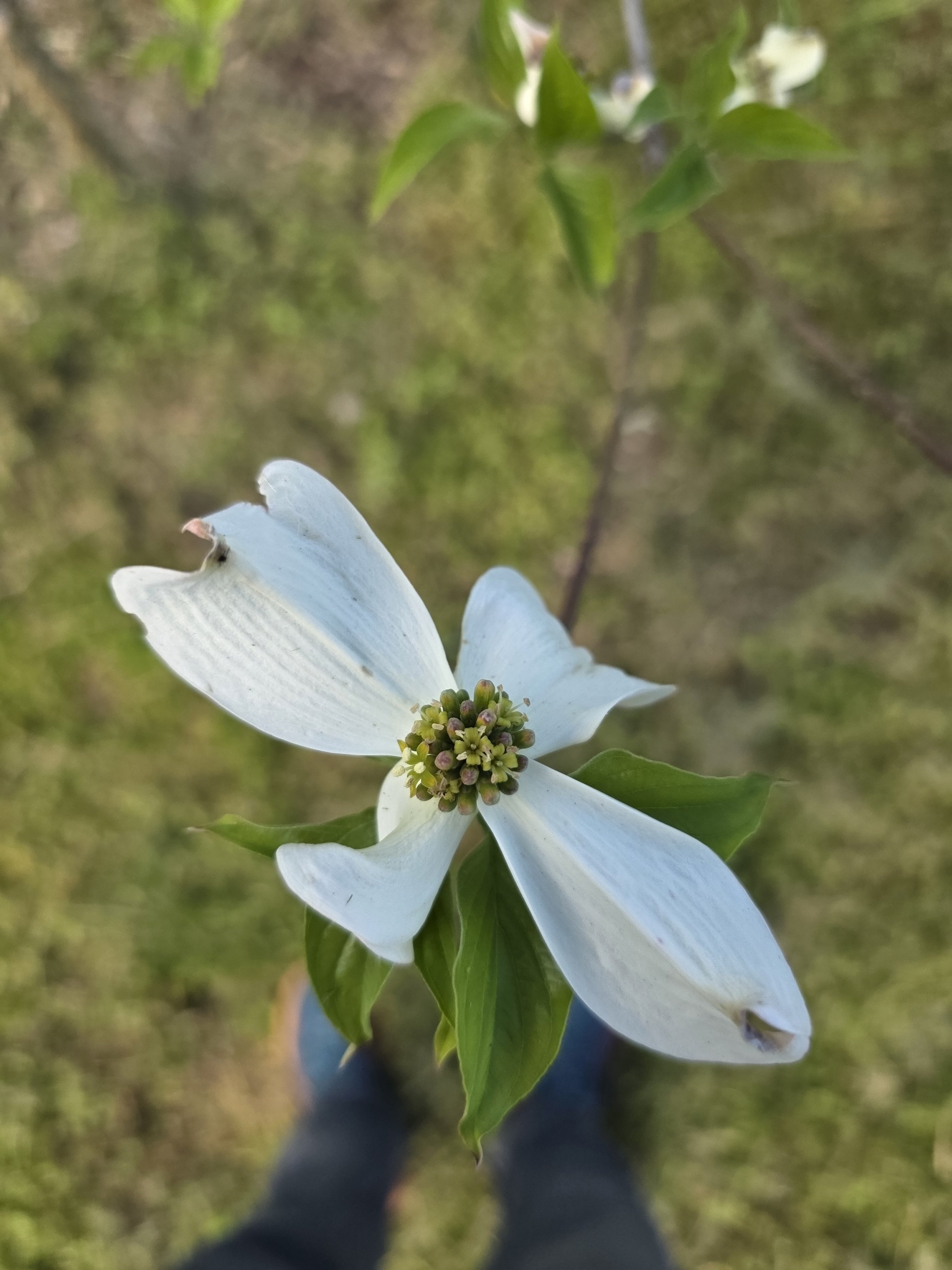 dogwood flower 2.jpg