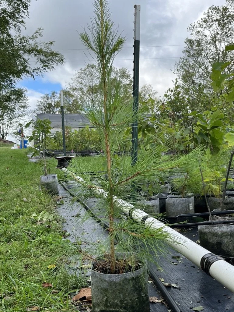 SOLD OUT! Loblolly Pine (Pinus taeda)