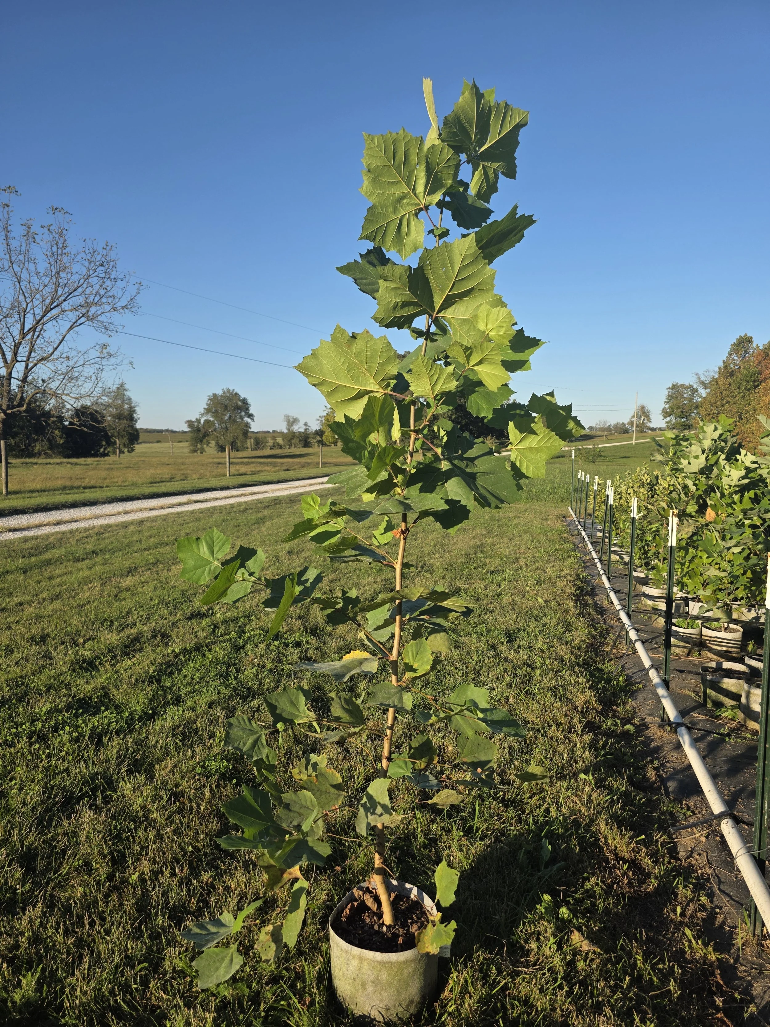 Sycamore (Platanus occidentalis)