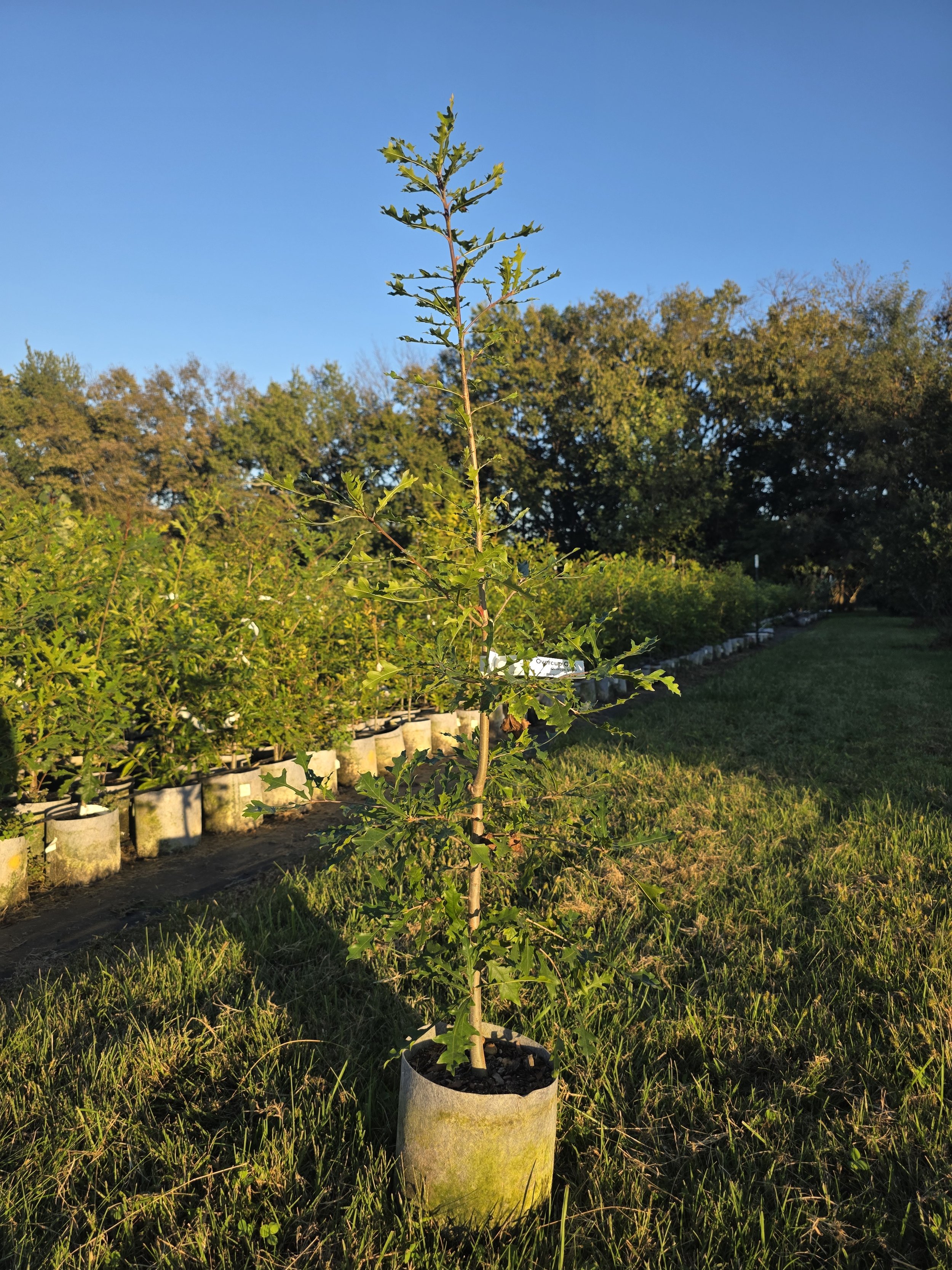 Overcup Oak (Quercus lyrata)