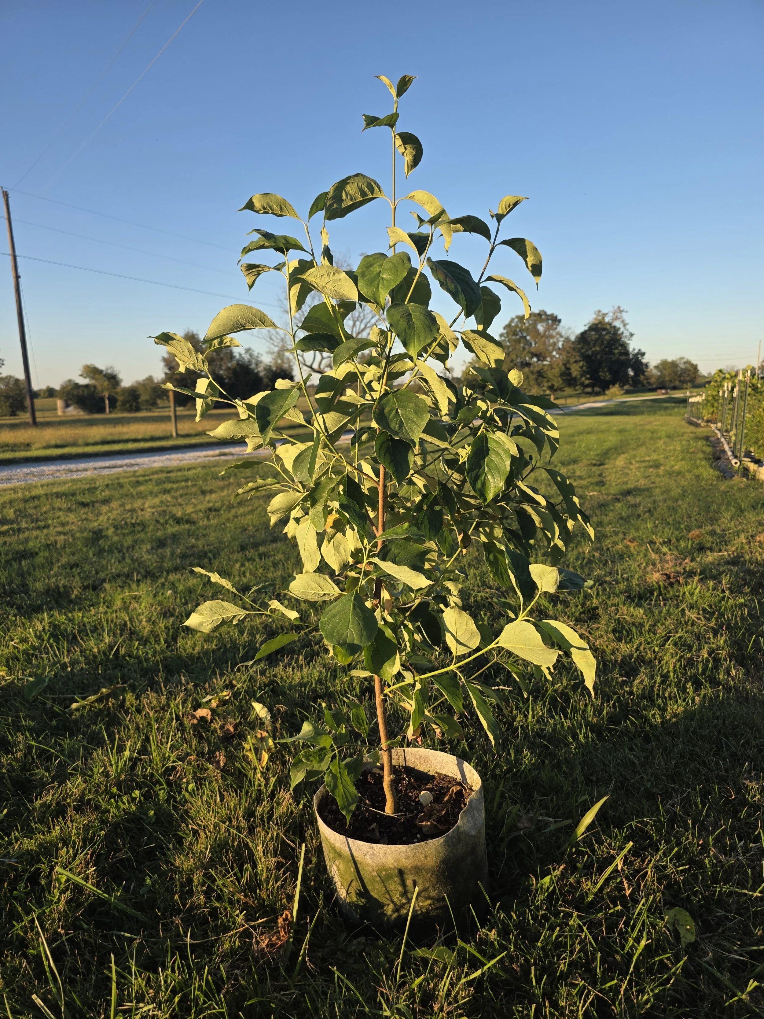 Dogwood26.jpg