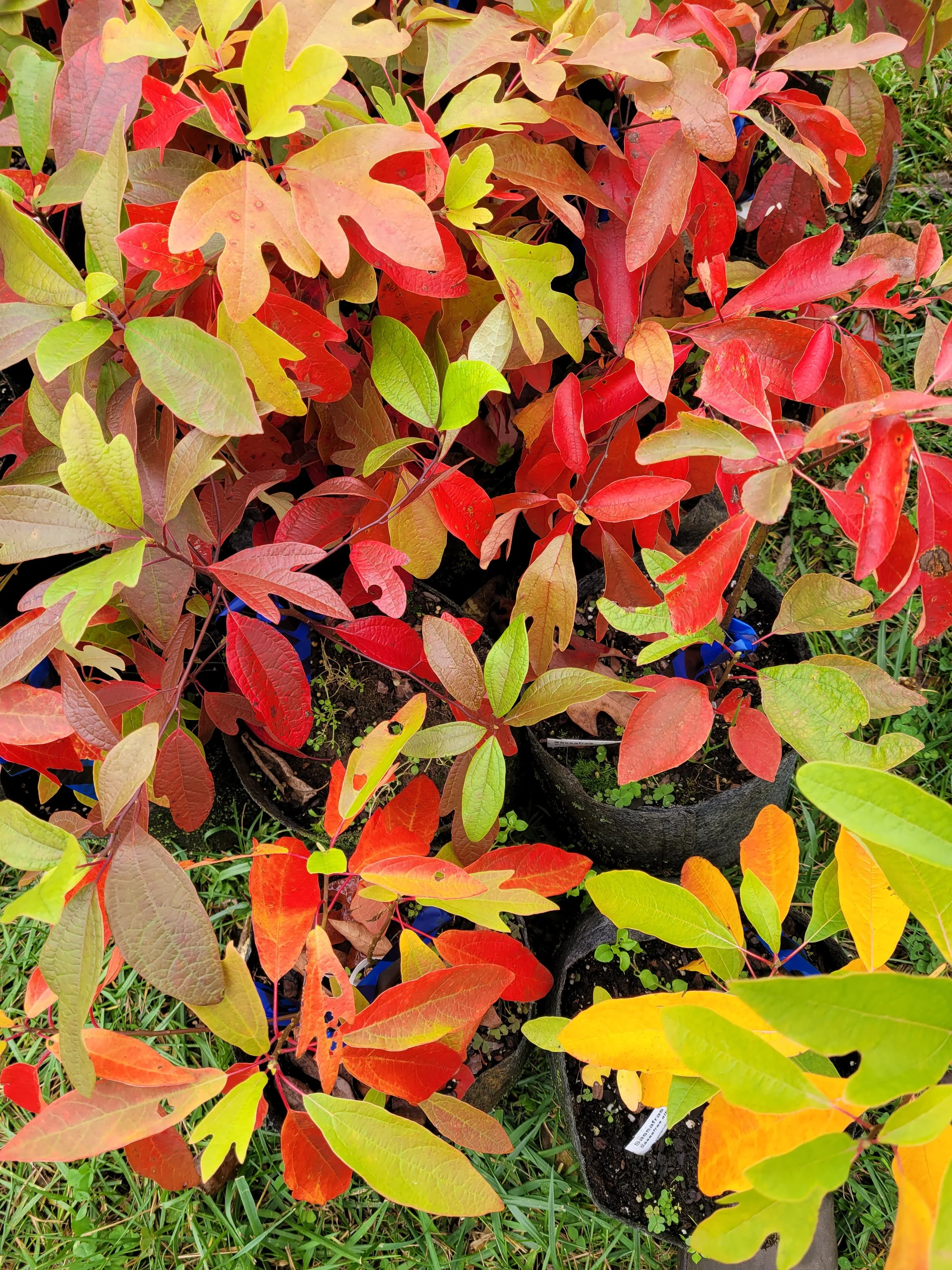 SOLD OUT! Sassafras (Sassafras albidum)