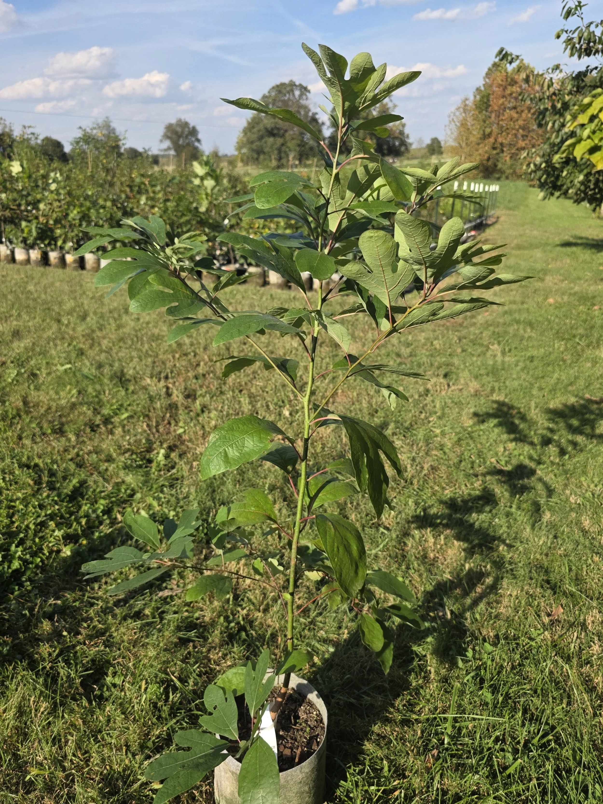 Sassafras26.jpg