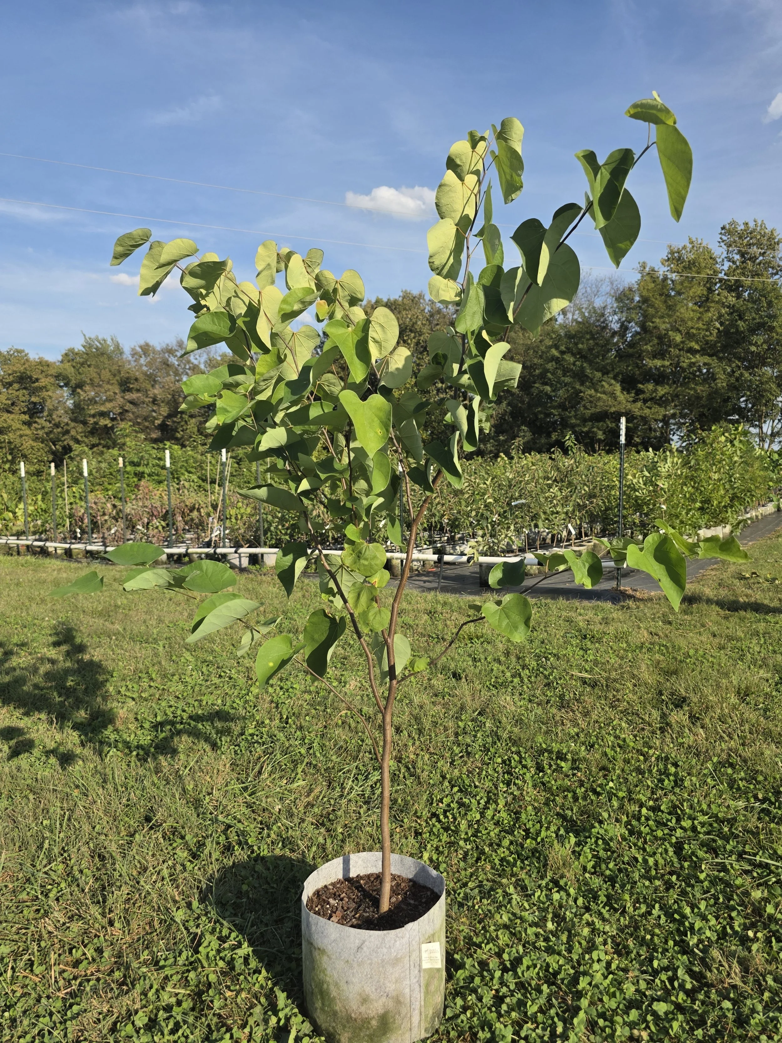 Eastern Redbud (Cercis canadensis)