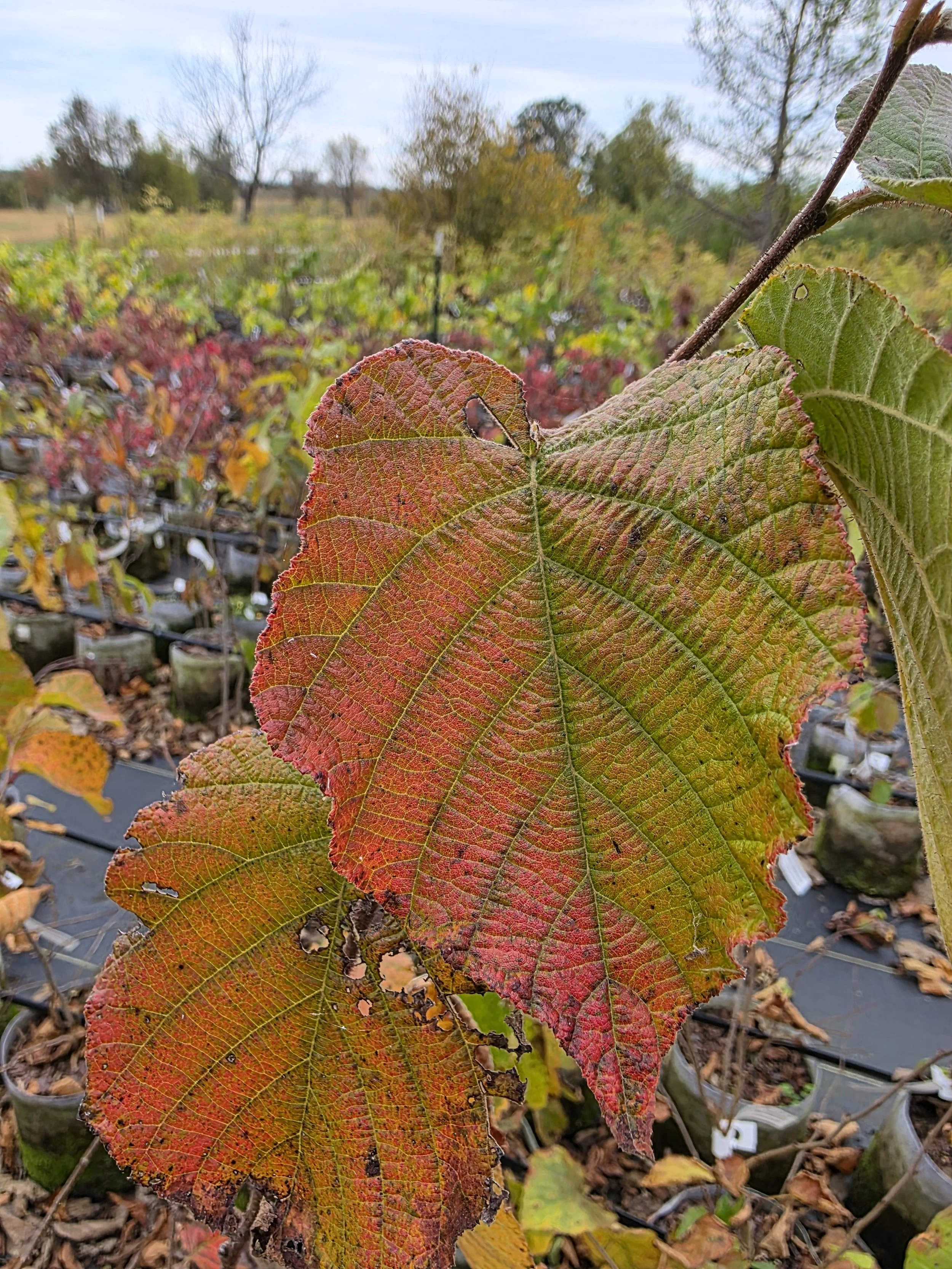 Hazelnutfall3.jpg